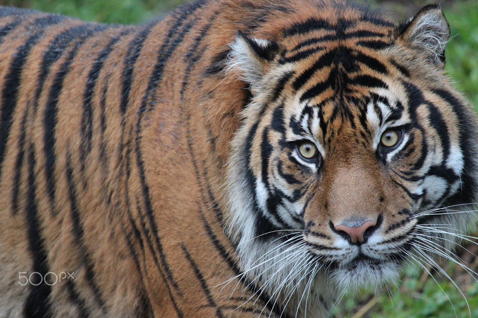 Sigma 150-500mm F5-6.3 DG OS HSM sample photo. Sumatran tiger photography