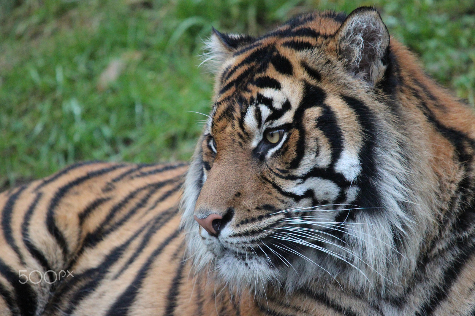 Sigma 150-500mm F5-6.3 DG OS HSM sample photo. Sumatran tiger photography