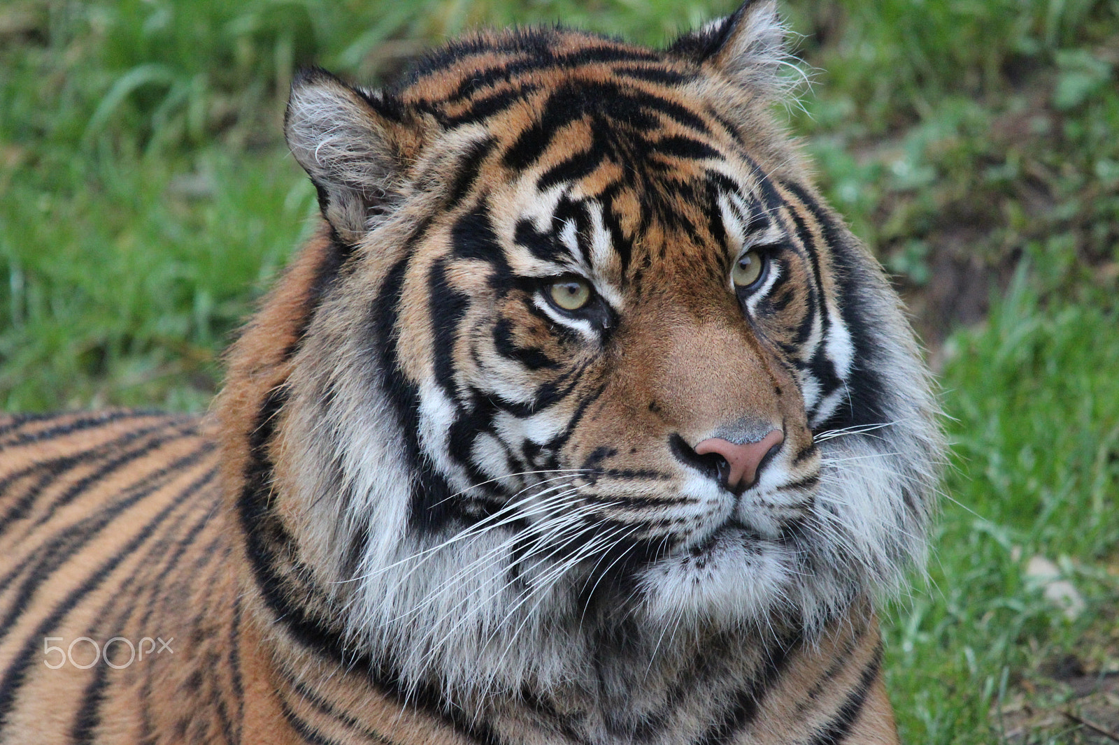 Sigma 150-500mm F5-6.3 DG OS HSM sample photo. Sumatran tiger photography