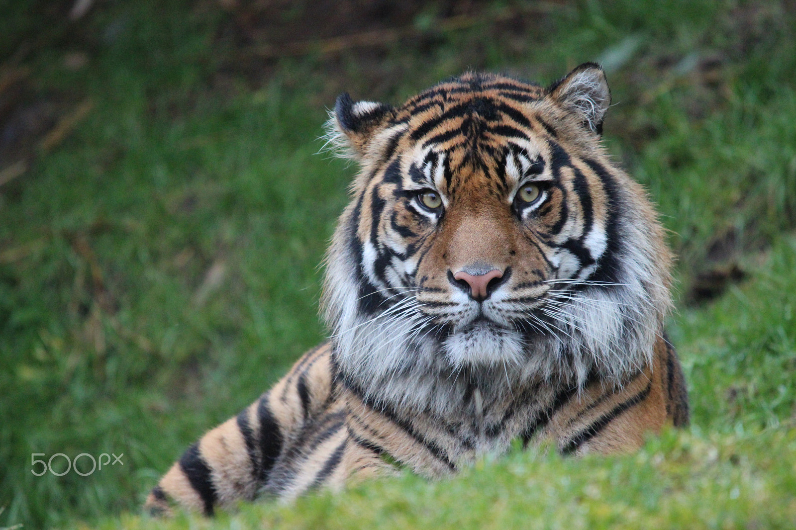 Sigma 150-500mm F5-6.3 DG OS HSM sample photo. Sumatran tiger photography