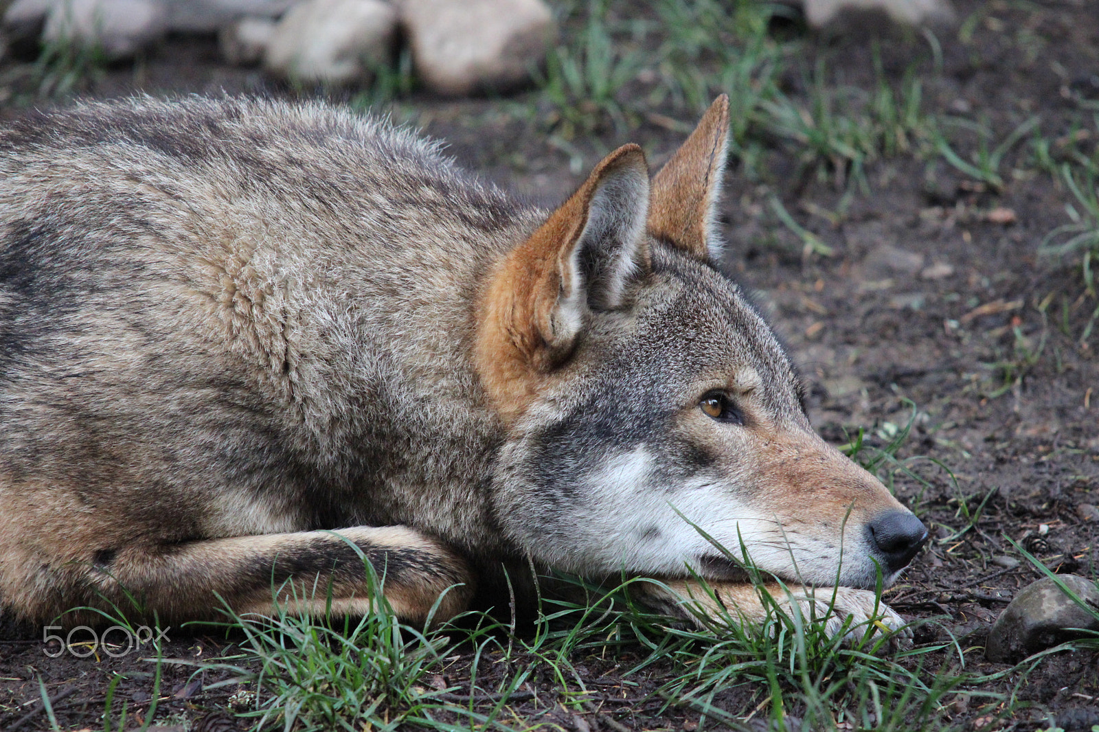 Sigma 150-500mm F5-6.3 DG OS HSM sample photo. Red wolf photography