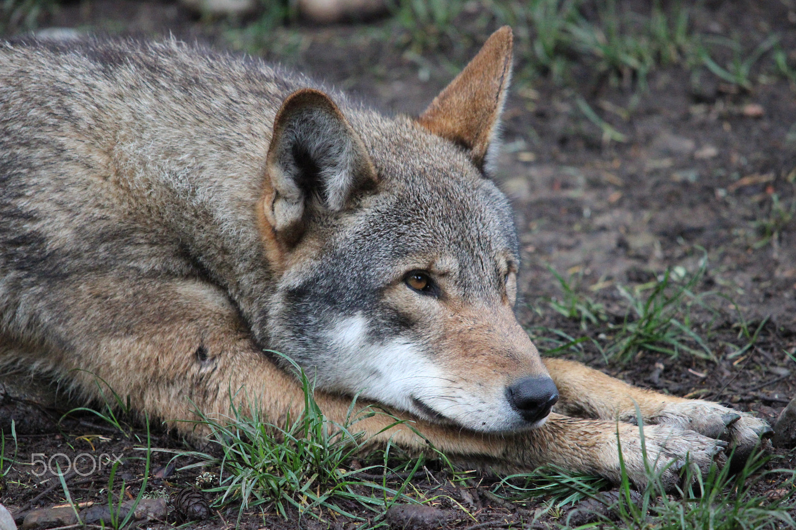 Sigma 150-500mm F5-6.3 DG OS HSM sample photo. Red wolf photography