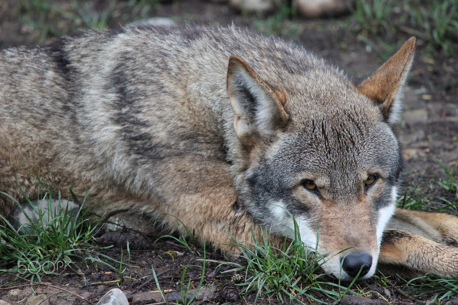 Sigma 150-500mm F5-6.3 DG OS HSM sample photo. Red wolf photography
