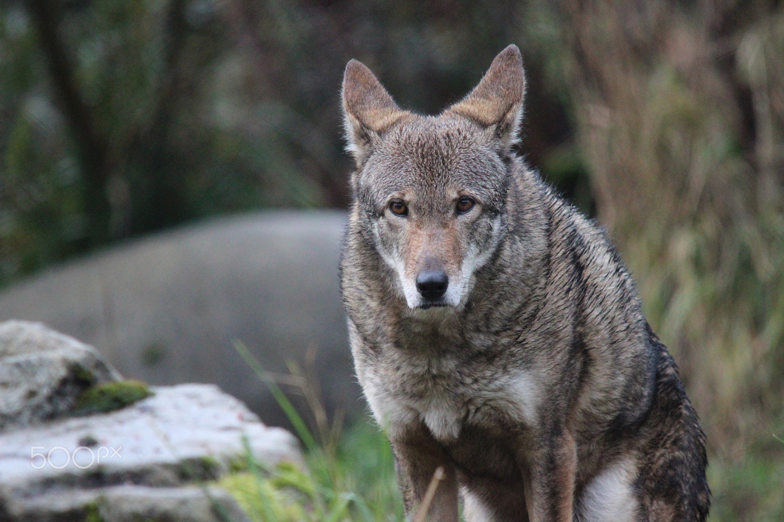 Sigma 150-500mm F5-6.3 DG OS HSM sample photo. Red wolf photography
