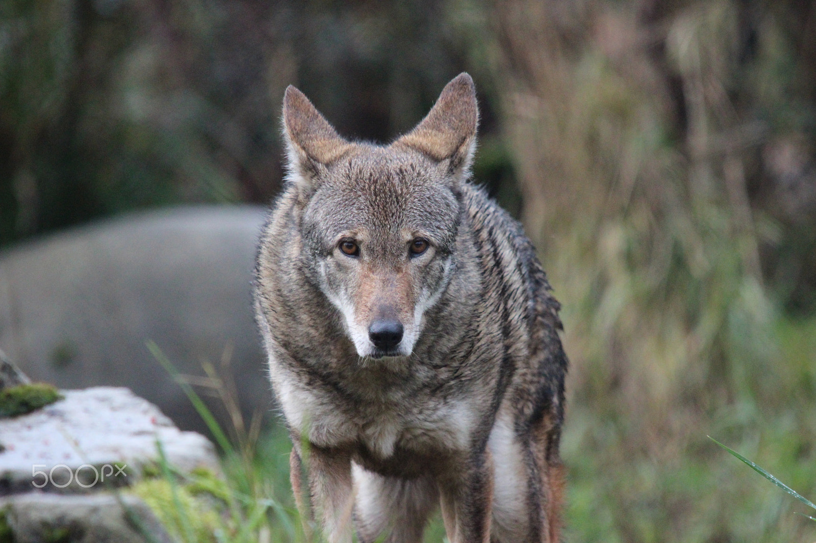Sigma 150-500mm F5-6.3 DG OS HSM sample photo. Red wolf photography