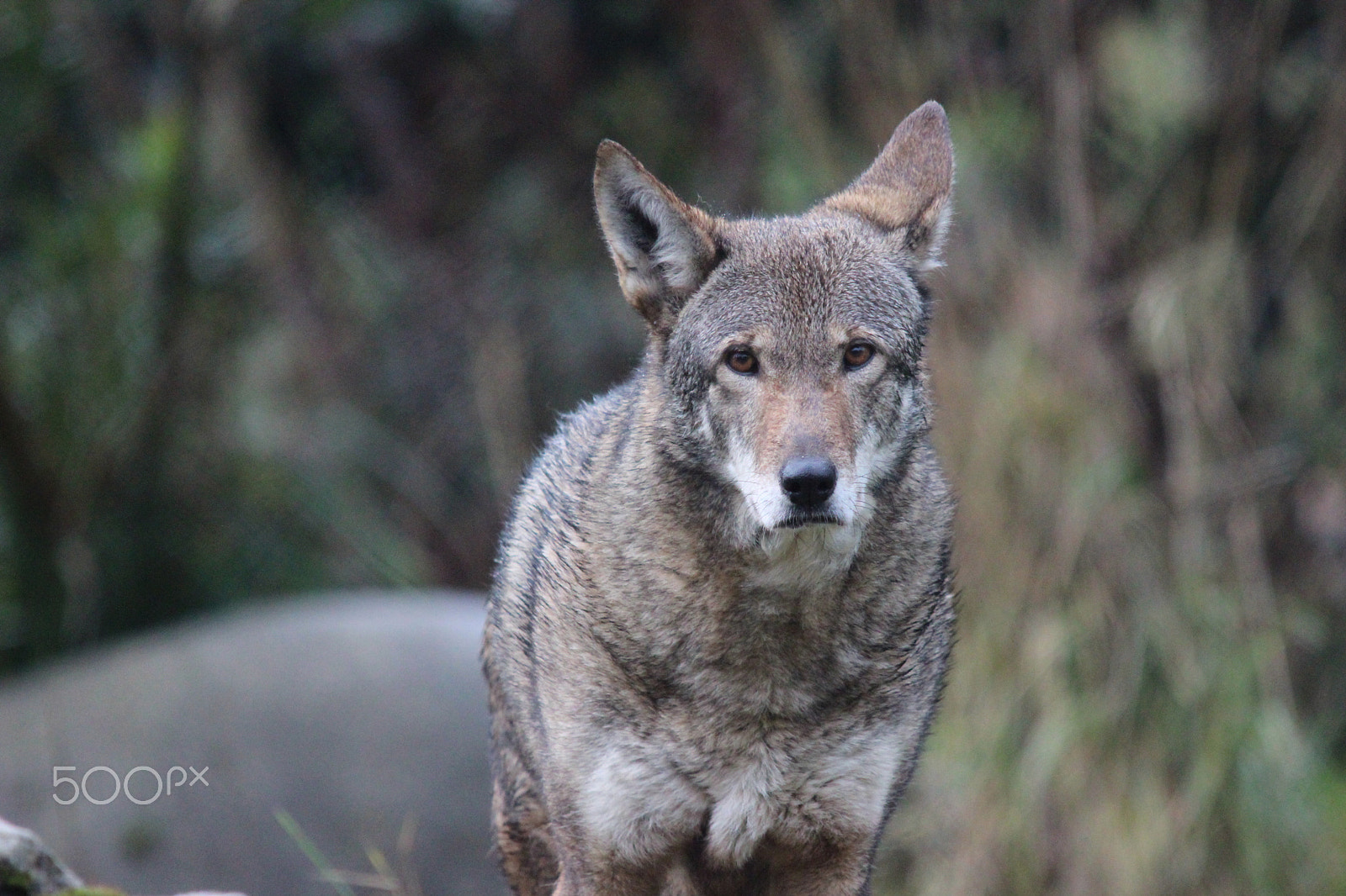 Sigma 150-500mm F5-6.3 DG OS HSM sample photo. Red wolf photography