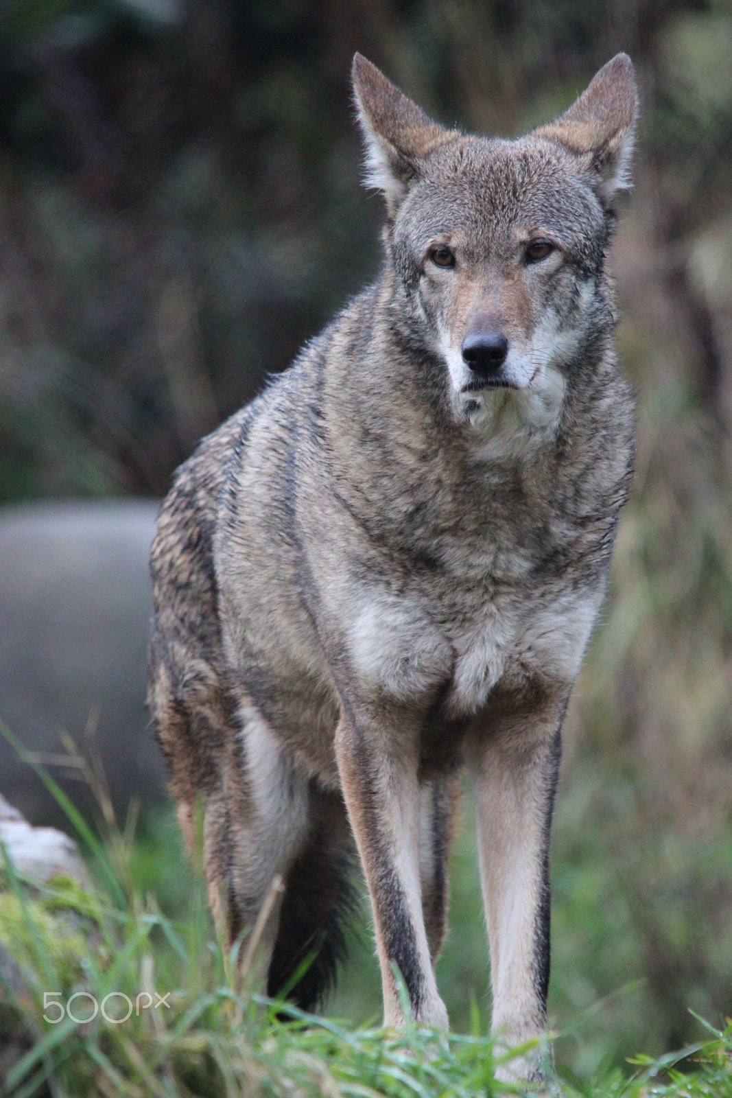 Sigma 150-500mm F5-6.3 DG OS HSM sample photo. Red wolf photography