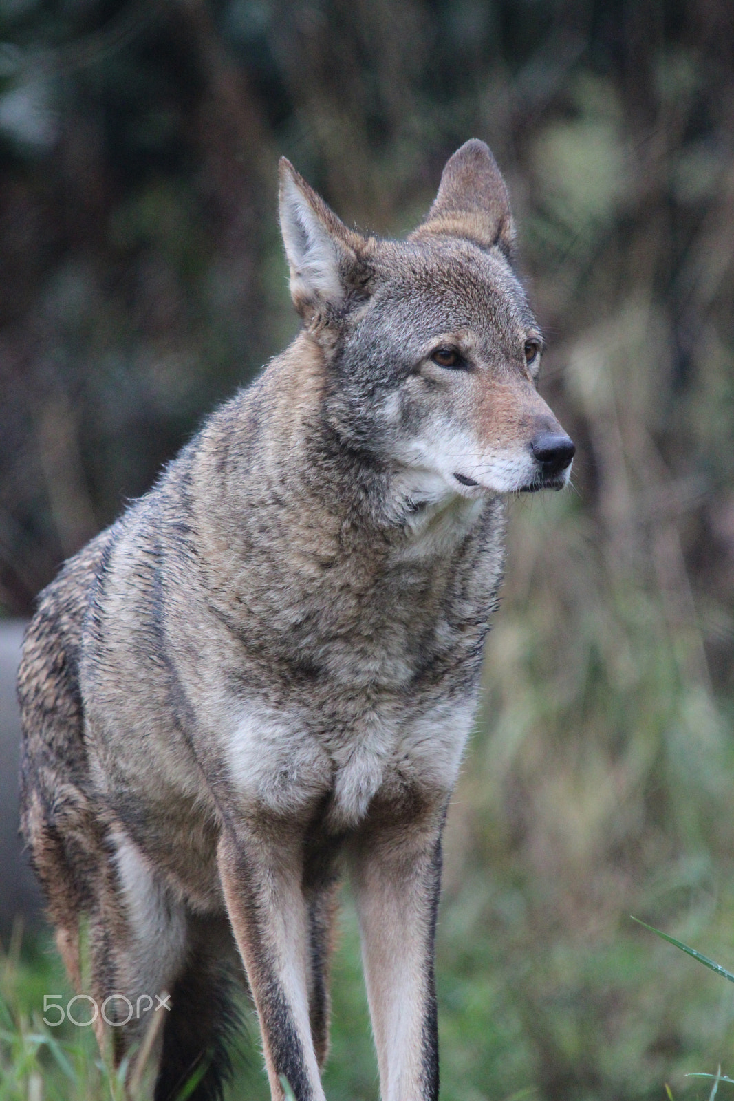 Sigma 150-500mm F5-6.3 DG OS HSM sample photo. Red wolf photography