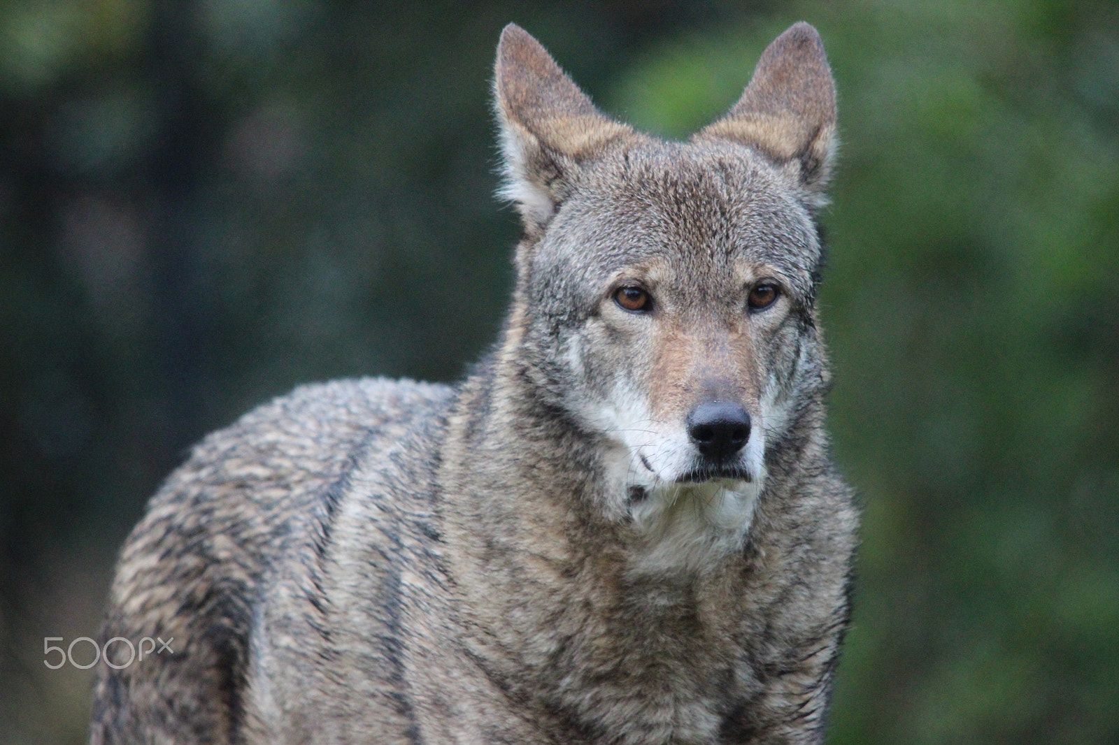 Sigma 150-500mm F5-6.3 DG OS HSM sample photo. Red wolf photography