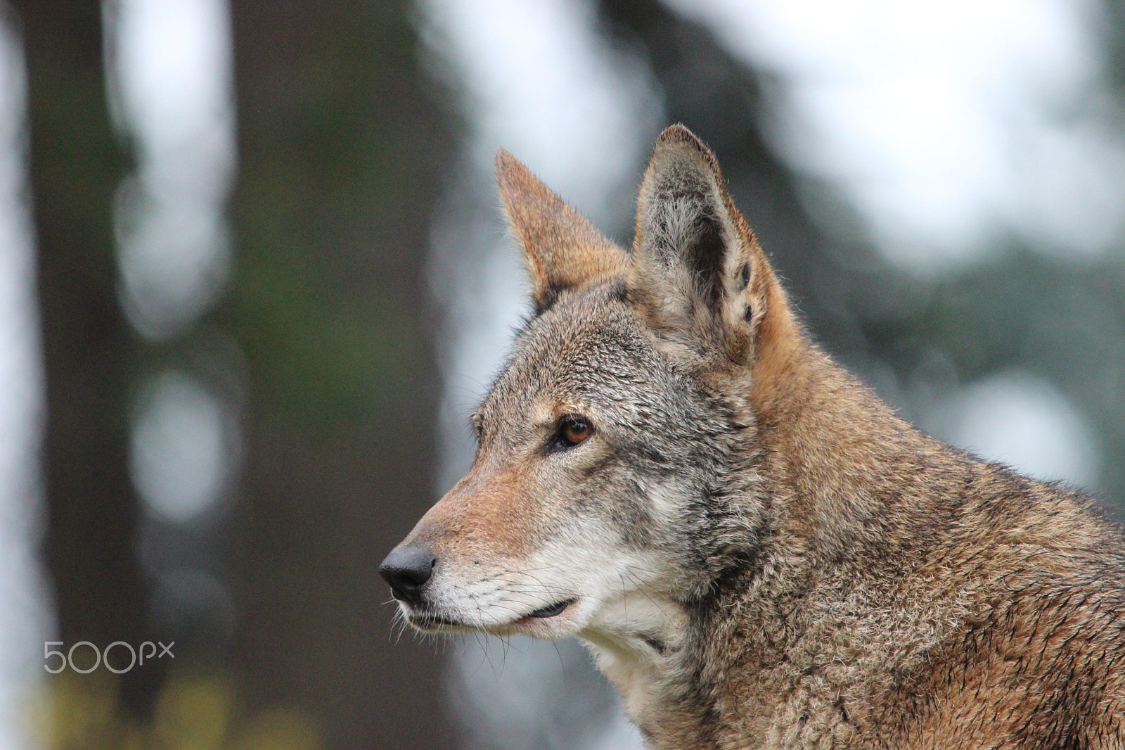 Sigma 150-500mm F5-6.3 DG OS HSM sample photo. Red wolf photography