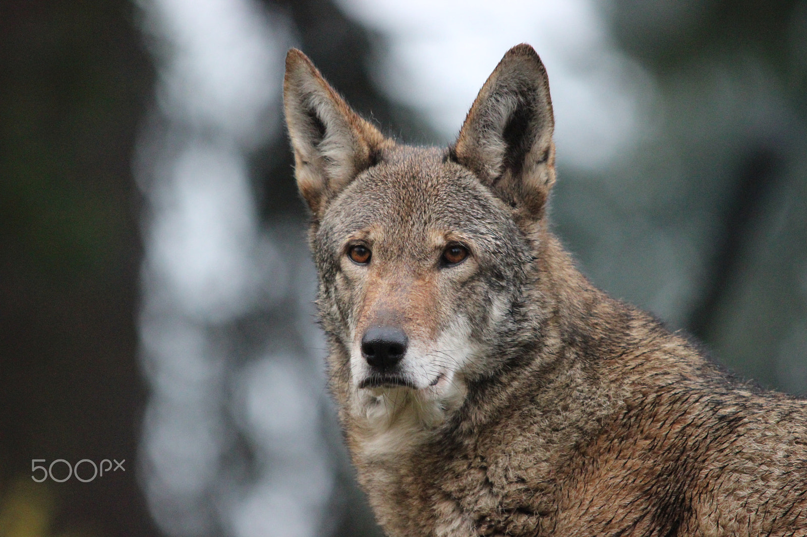 Sigma 150-500mm F5-6.3 DG OS HSM sample photo. Red wolf photography