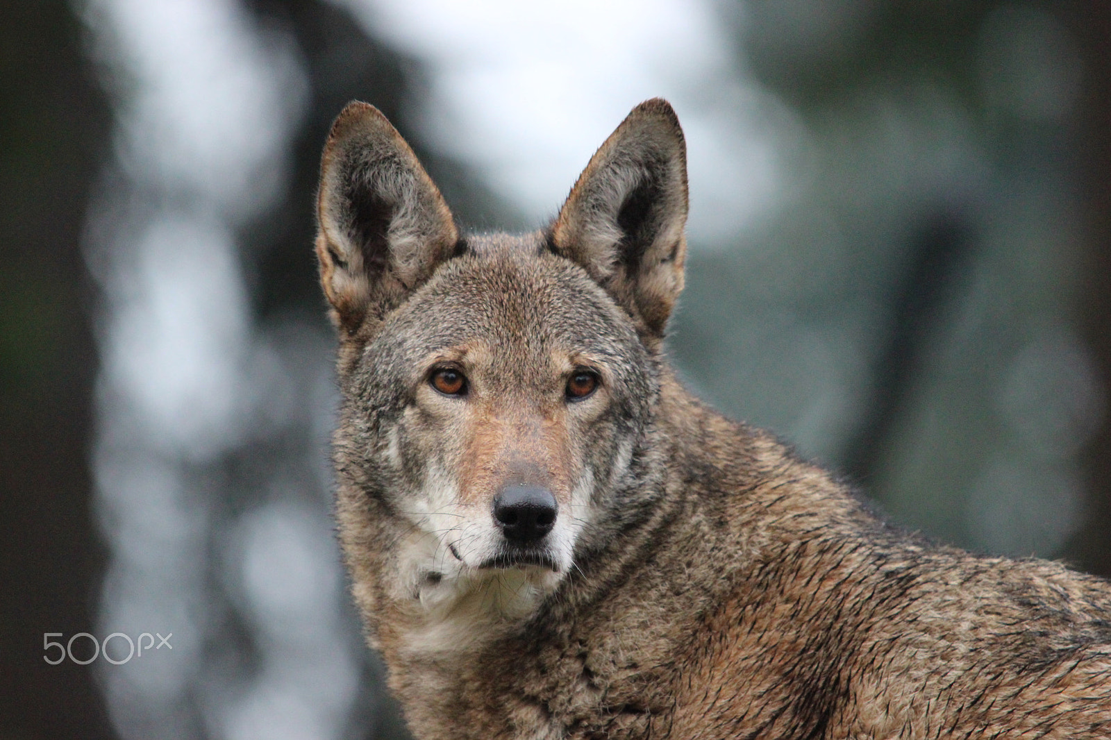 Sigma 150-500mm F5-6.3 DG OS HSM sample photo. Red wolf photography