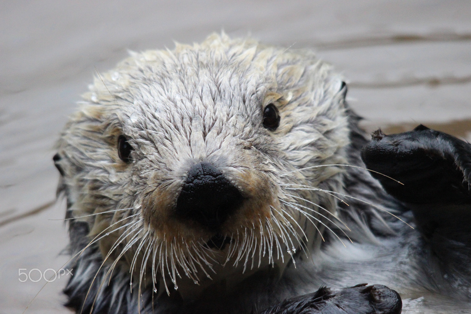 Sigma 150-500mm F5-6.3 DG OS HSM sample photo. Sea otter photography
