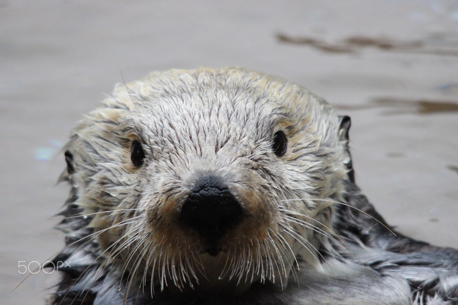 Sigma 150-500mm F5-6.3 DG OS HSM sample photo. Sea otter photography