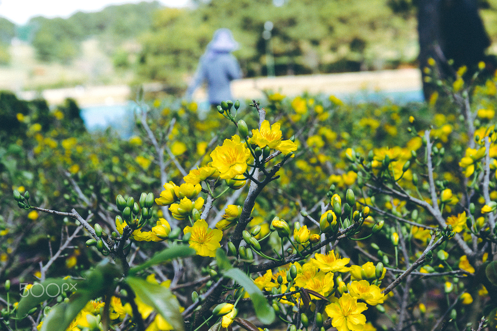 Canon EOS 600D (Rebel EOS T3i / EOS Kiss X5) sample photo. Tet viet - viet nam photography