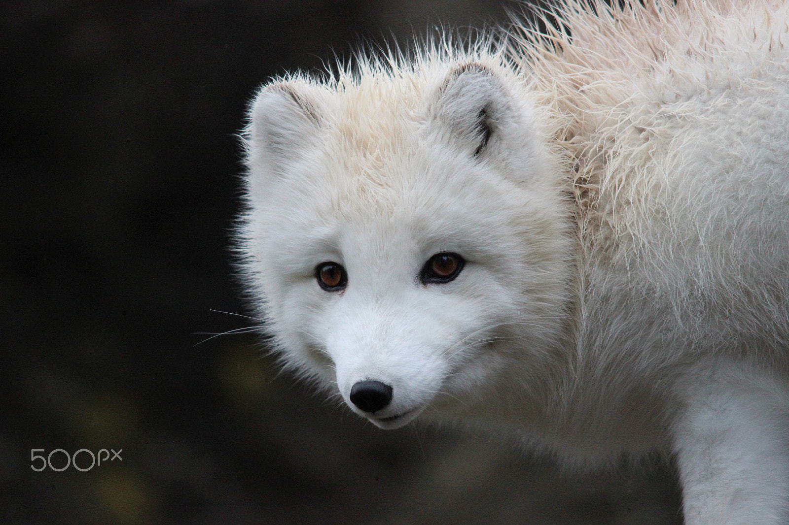 Sigma 150-500mm F5-6.3 DG OS HSM sample photo. Arctic fox photography