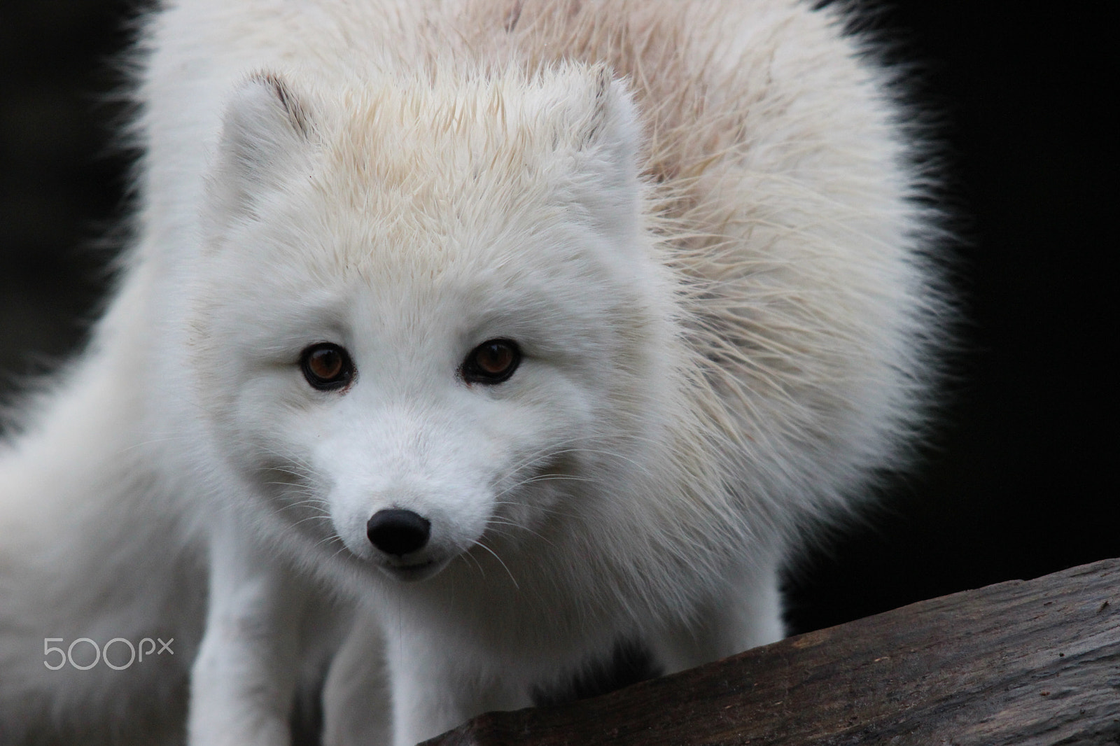 Sigma 150-500mm F5-6.3 DG OS HSM sample photo. Arctic fox photography