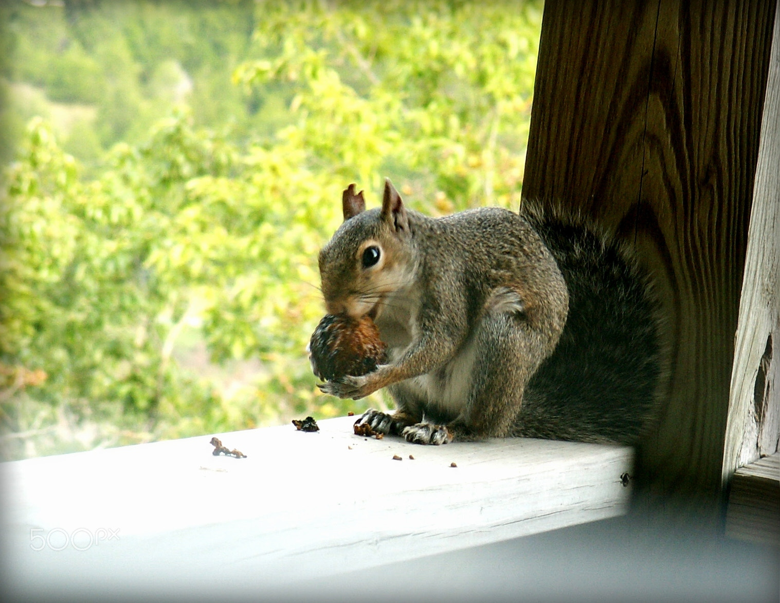KONICA MINOLTA DiMAGE Z3 sample photo. Branson, missouri photography