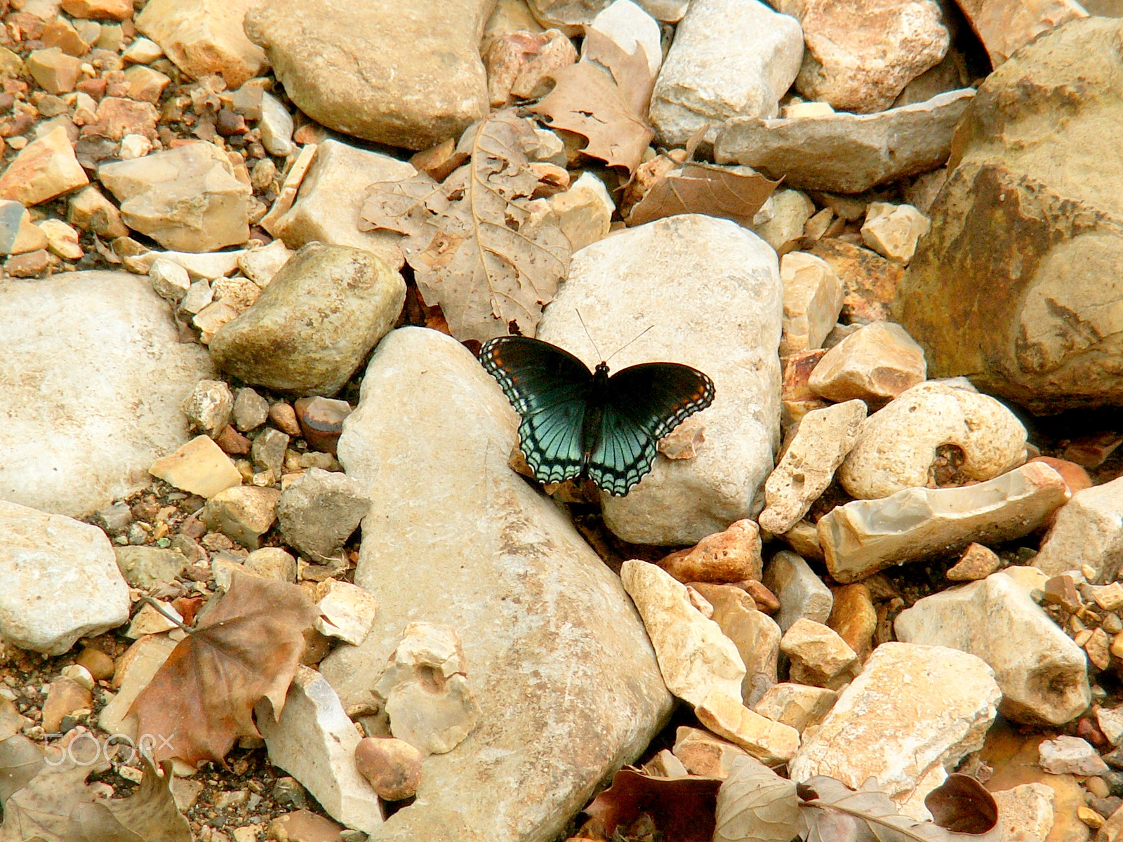 KONICA MINOLTA DiMAGE Z3 sample photo. Branson, missouri photography