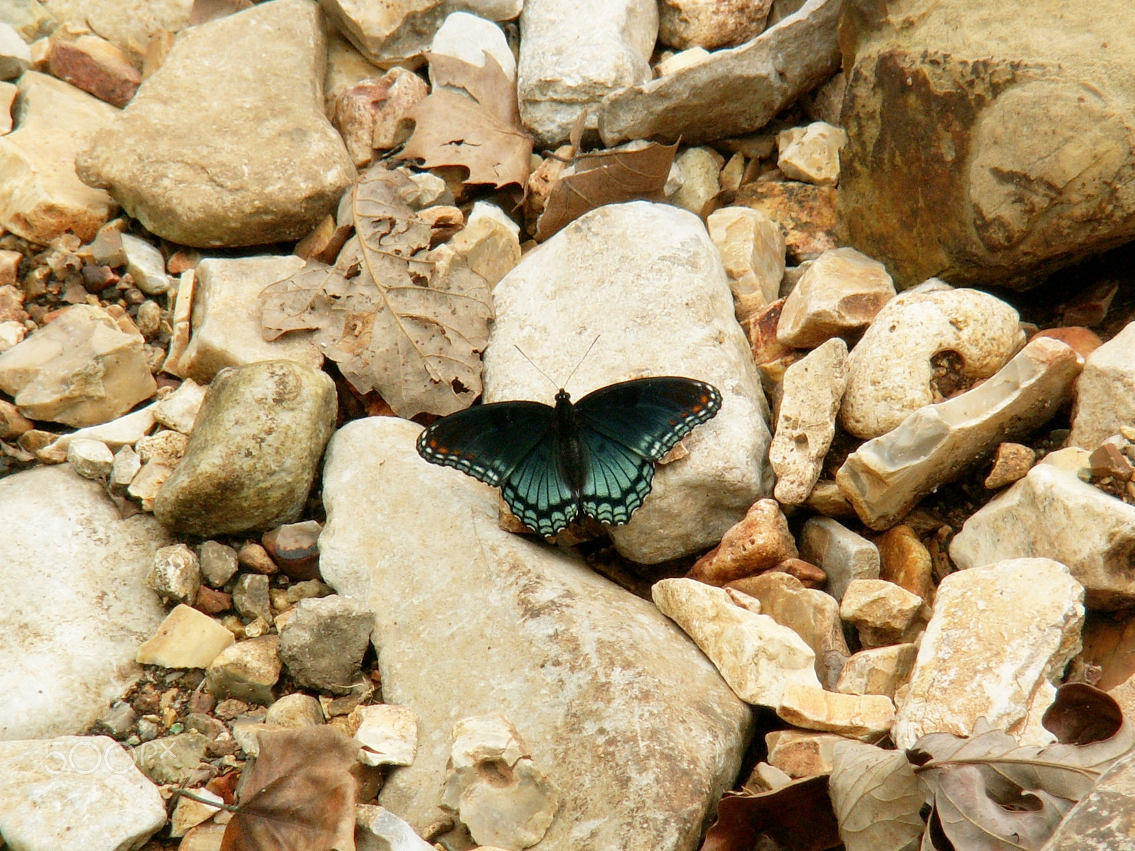 KONICA MINOLTA DiMAGE Z3 sample photo. Branson, missouri photography