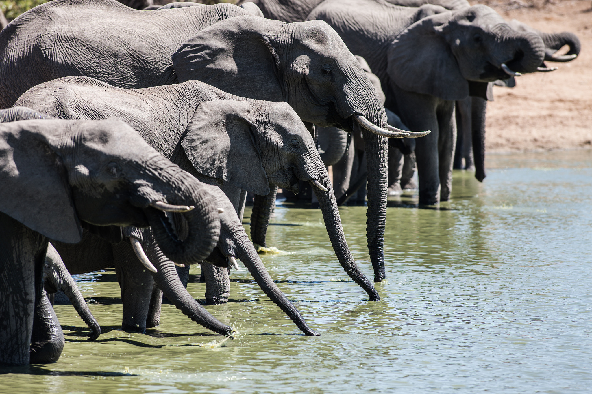 Canon EF 300mm f/2.8L sample photo. Elefants on the waterhole photography