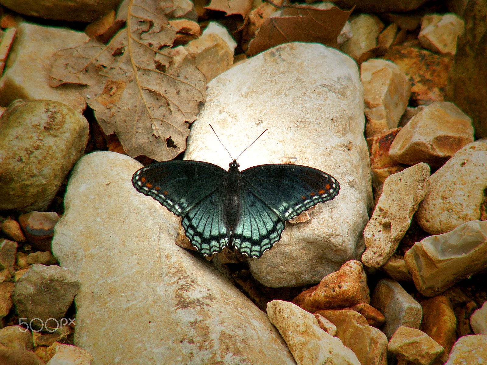 KONICA MINOLTA DiMAGE Z3 sample photo. Branson, missouri photography