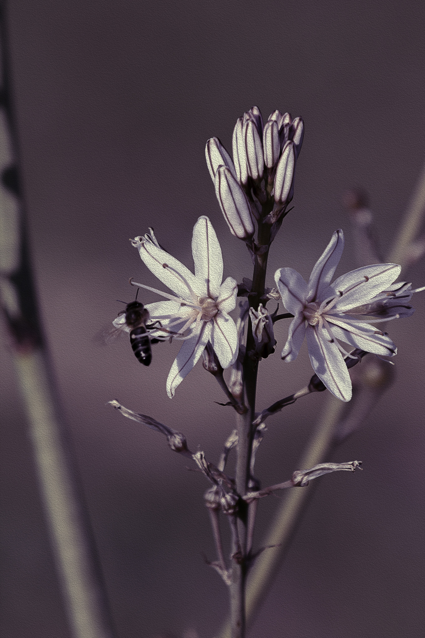 Canon EF 70-200mm F2.8L IS II USM sample photo. Dehesas y marismas photography