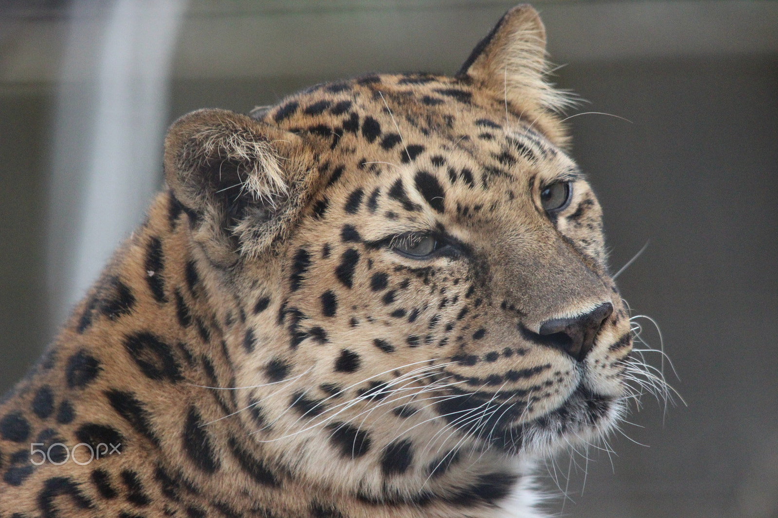 Sigma 150-500mm F5-6.3 DG OS HSM sample photo. Amur leopard photography