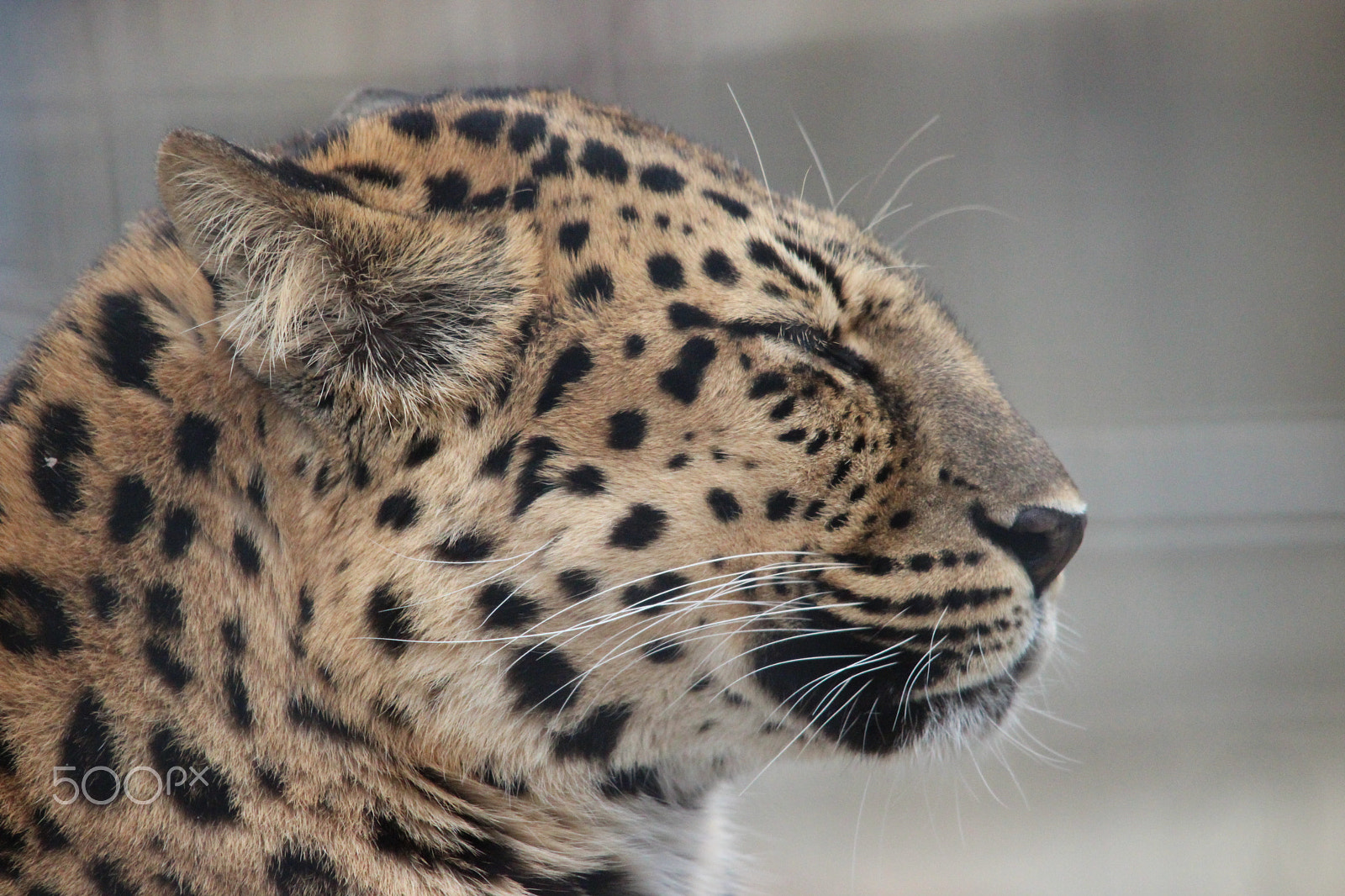 Sigma 150-500mm F5-6.3 DG OS HSM sample photo. Amur leopard photography