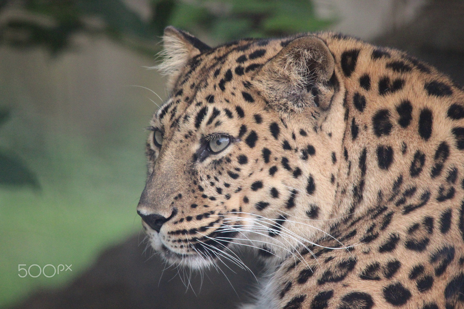 Sigma 150-500mm F5-6.3 DG OS HSM sample photo. Amur leopard photography
