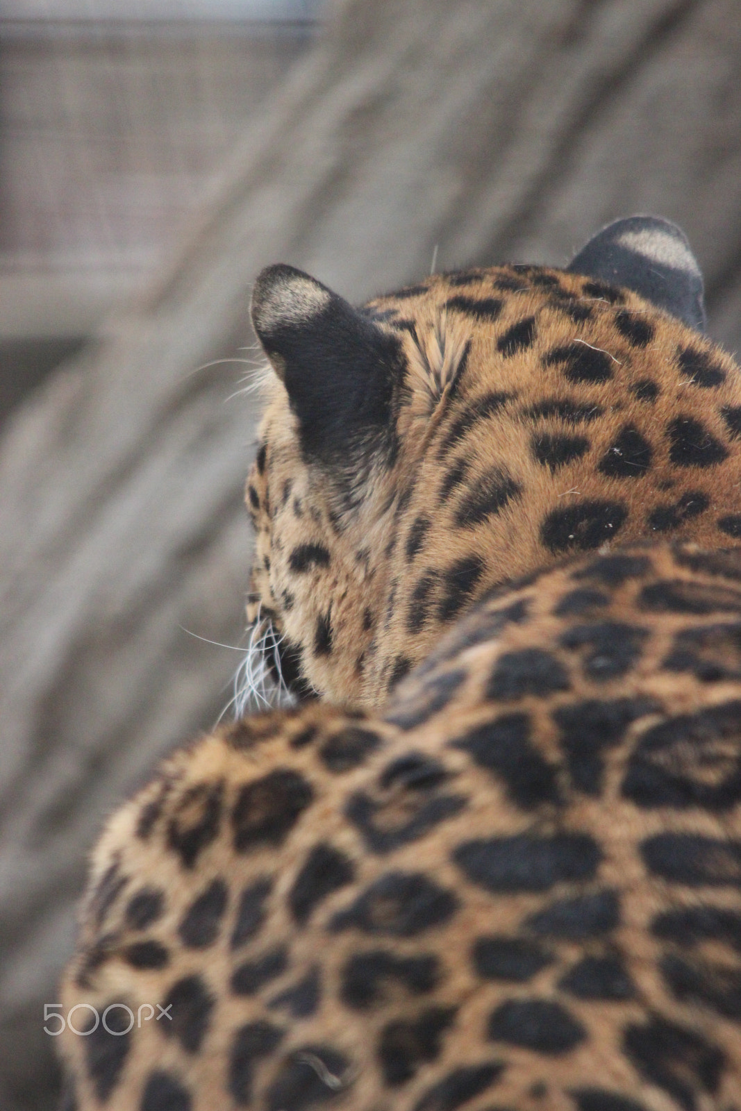 Sigma 150-500mm F5-6.3 DG OS HSM sample photo. Amur leopard photography