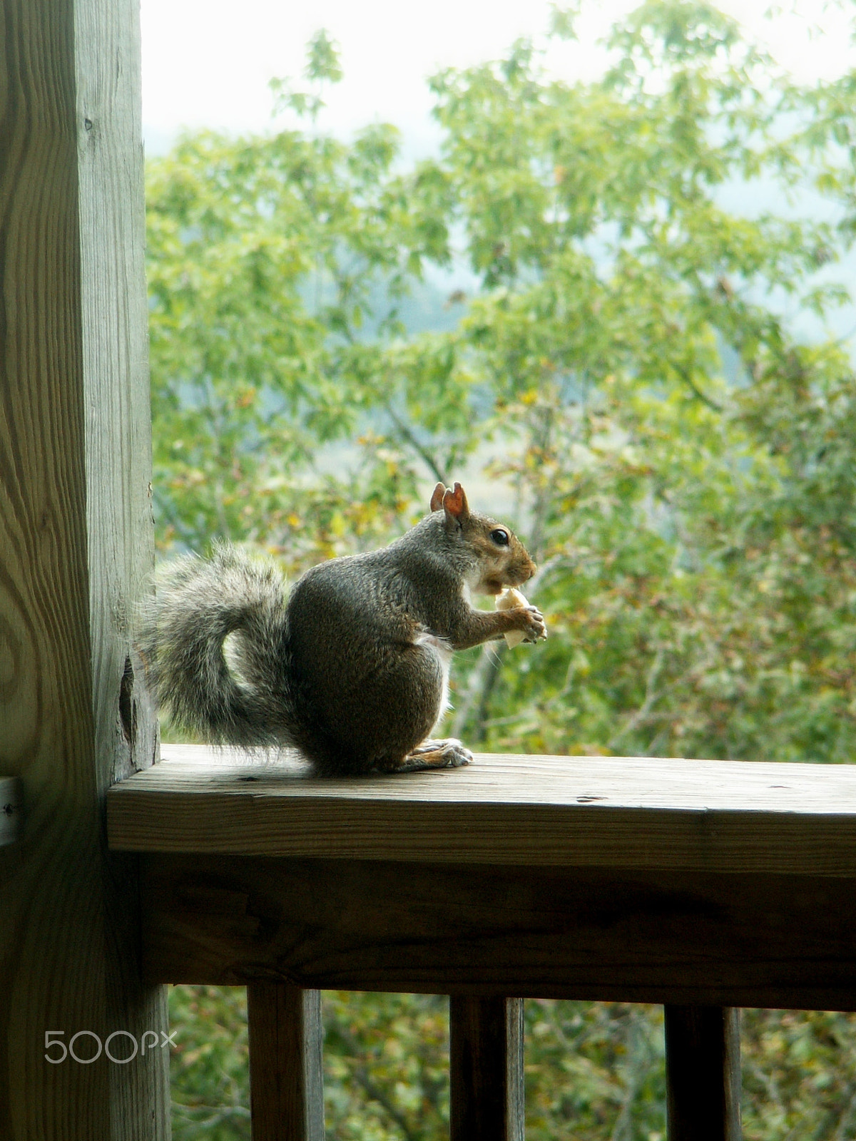 KONICA MINOLTA DiMAGE Z3 sample photo. Branson, missouri photography