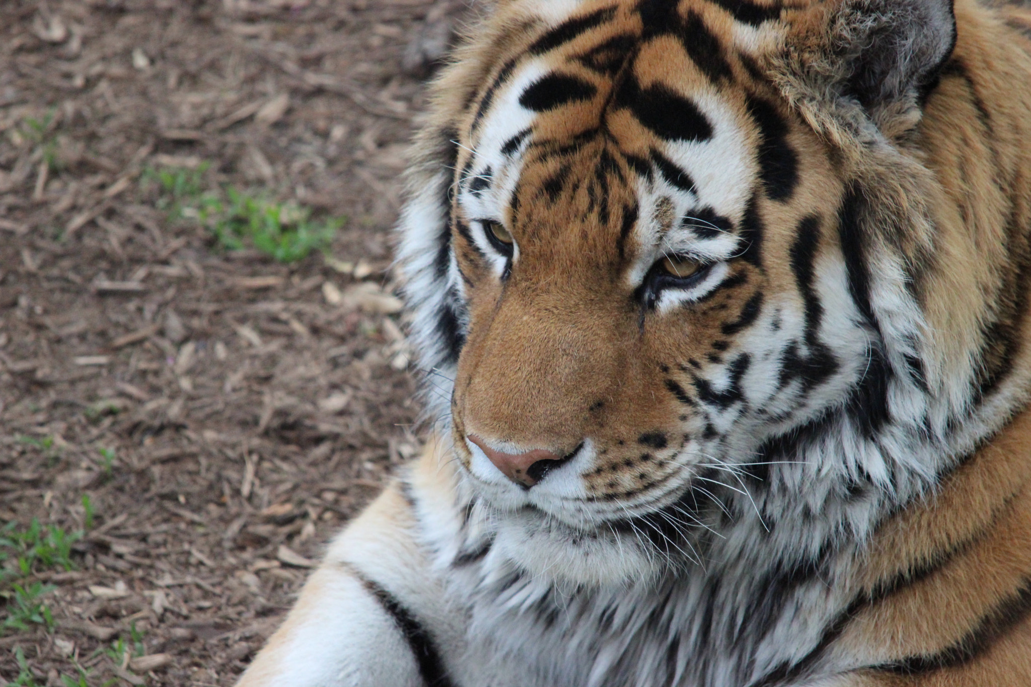 Sigma 150-500mm F5-6.3 DG OS HSM sample photo. Amur tiger photography