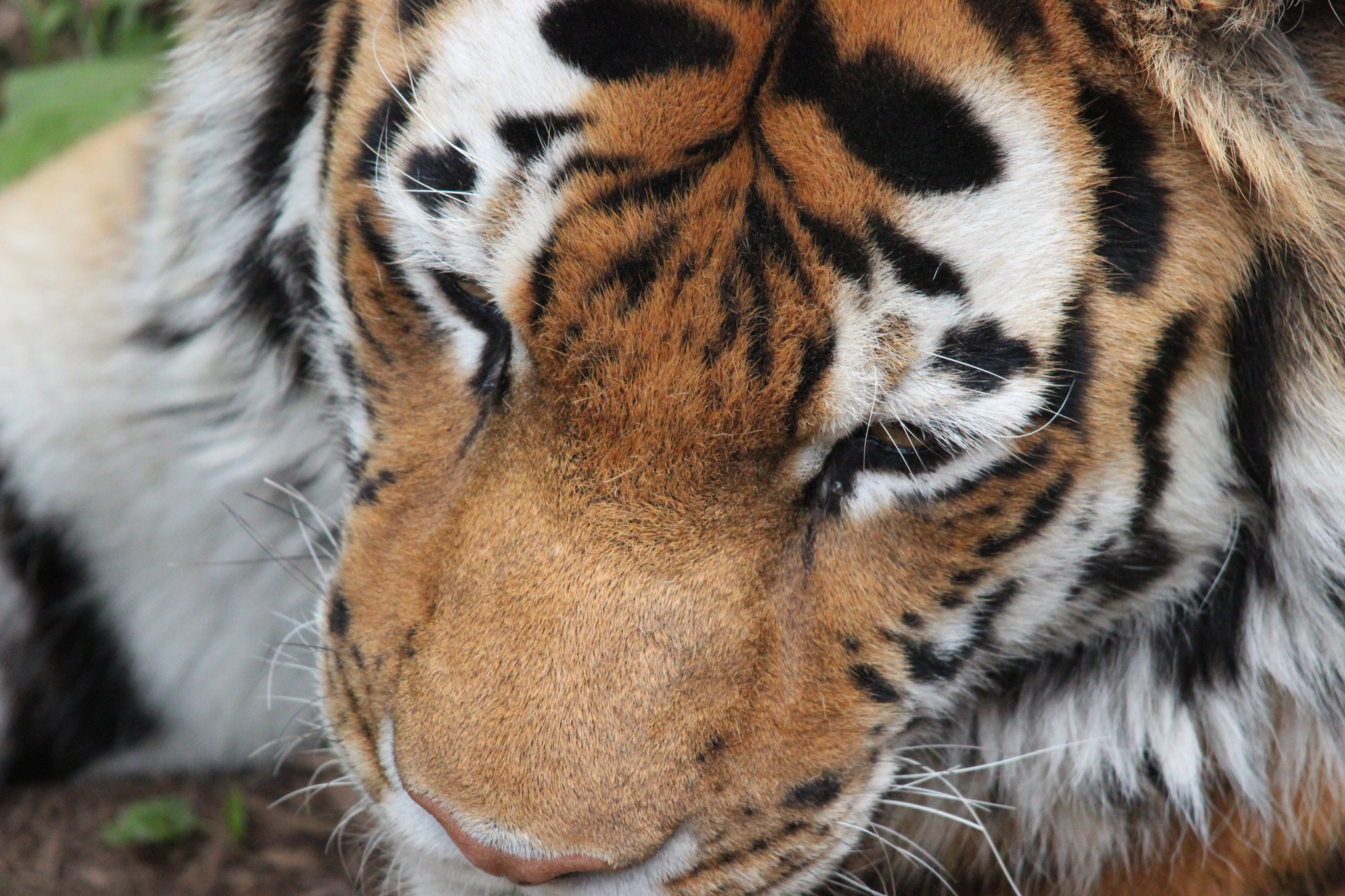 Sigma 150-500mm F5-6.3 DG OS HSM sample photo. Amur tiger photography