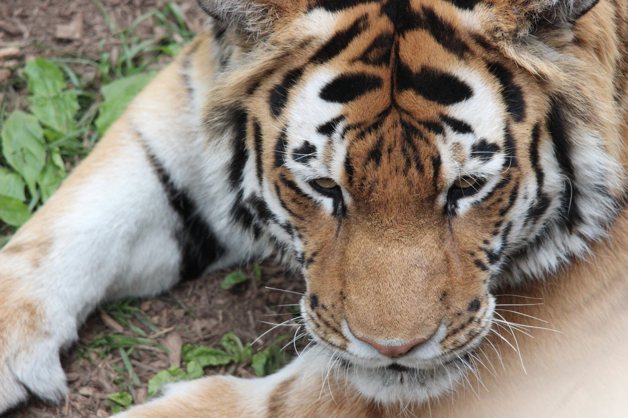 Sigma 150-500mm F5-6.3 DG OS HSM sample photo. Amur tiger photography