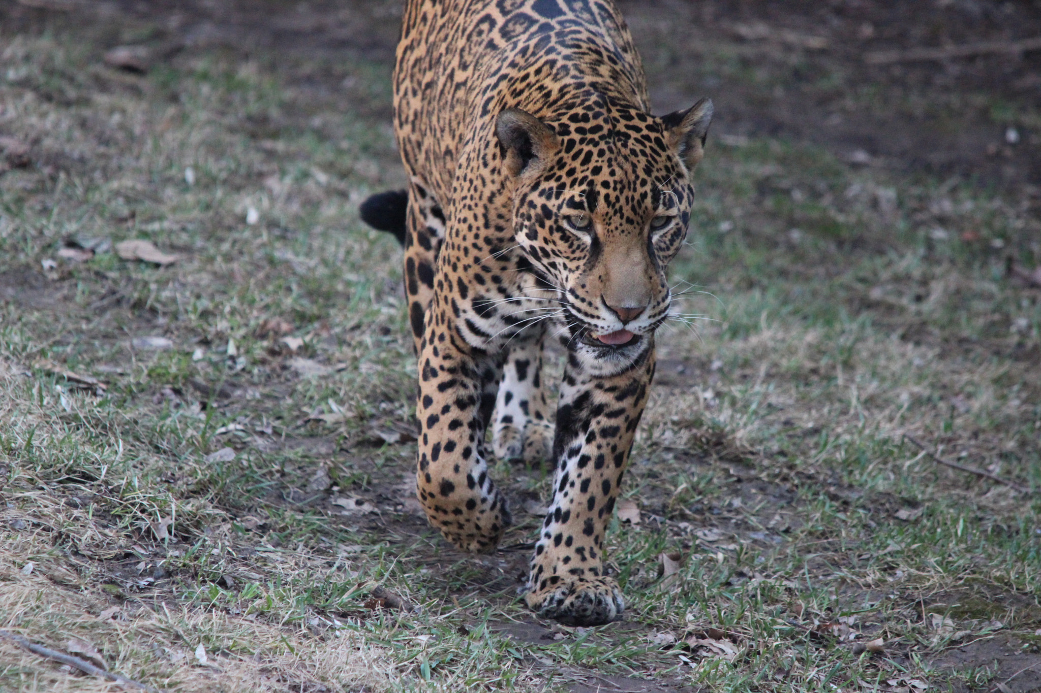Sigma 150-500mm F5-6.3 DG OS HSM sample photo. Jaguar photography