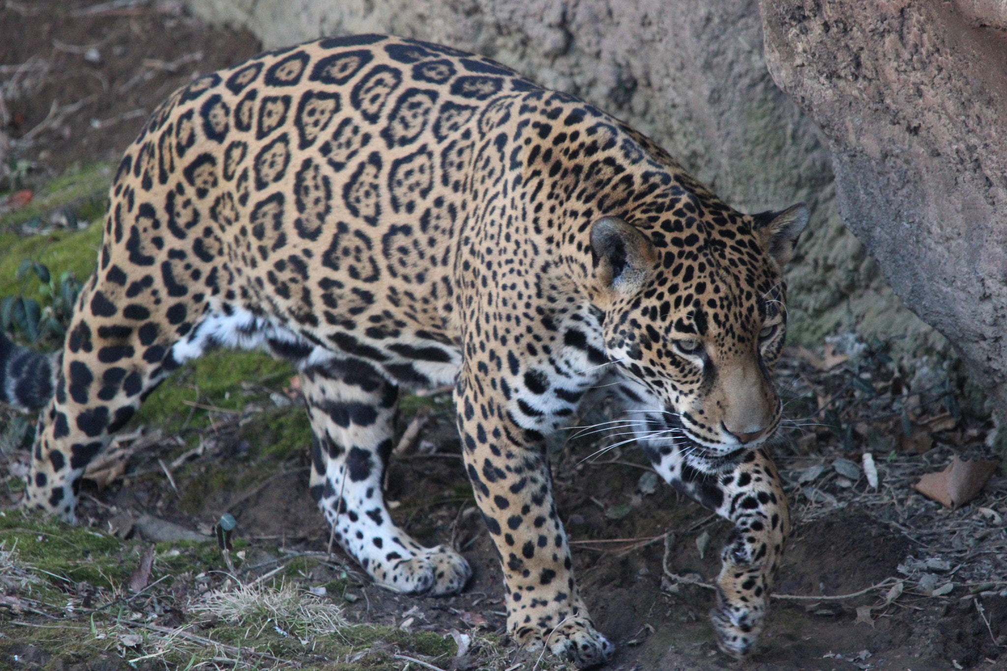 Sigma 150-500mm F5-6.3 DG OS HSM sample photo. Jaguar photography