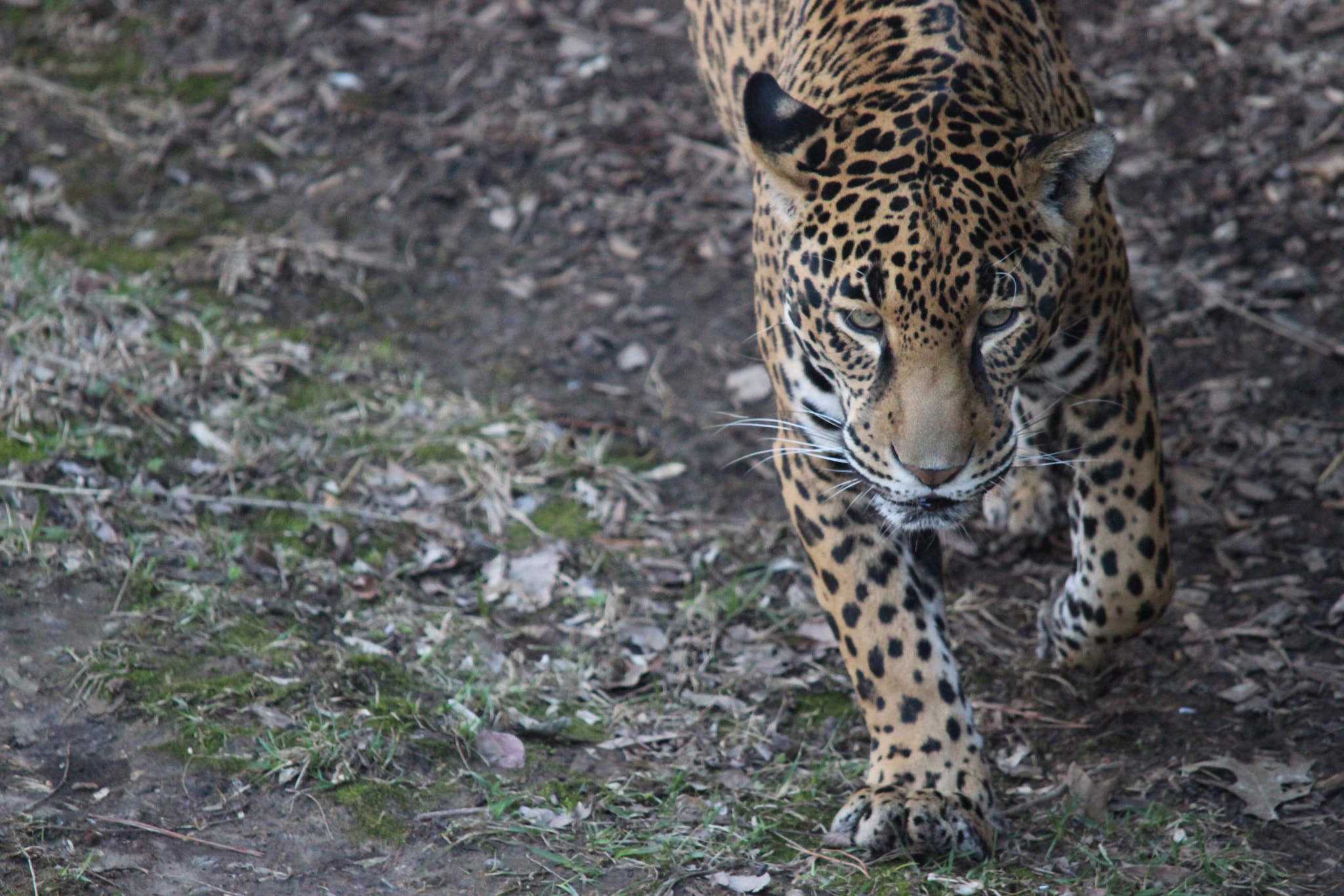 Sigma 150-500mm F5-6.3 DG OS HSM sample photo. Jaguar photography