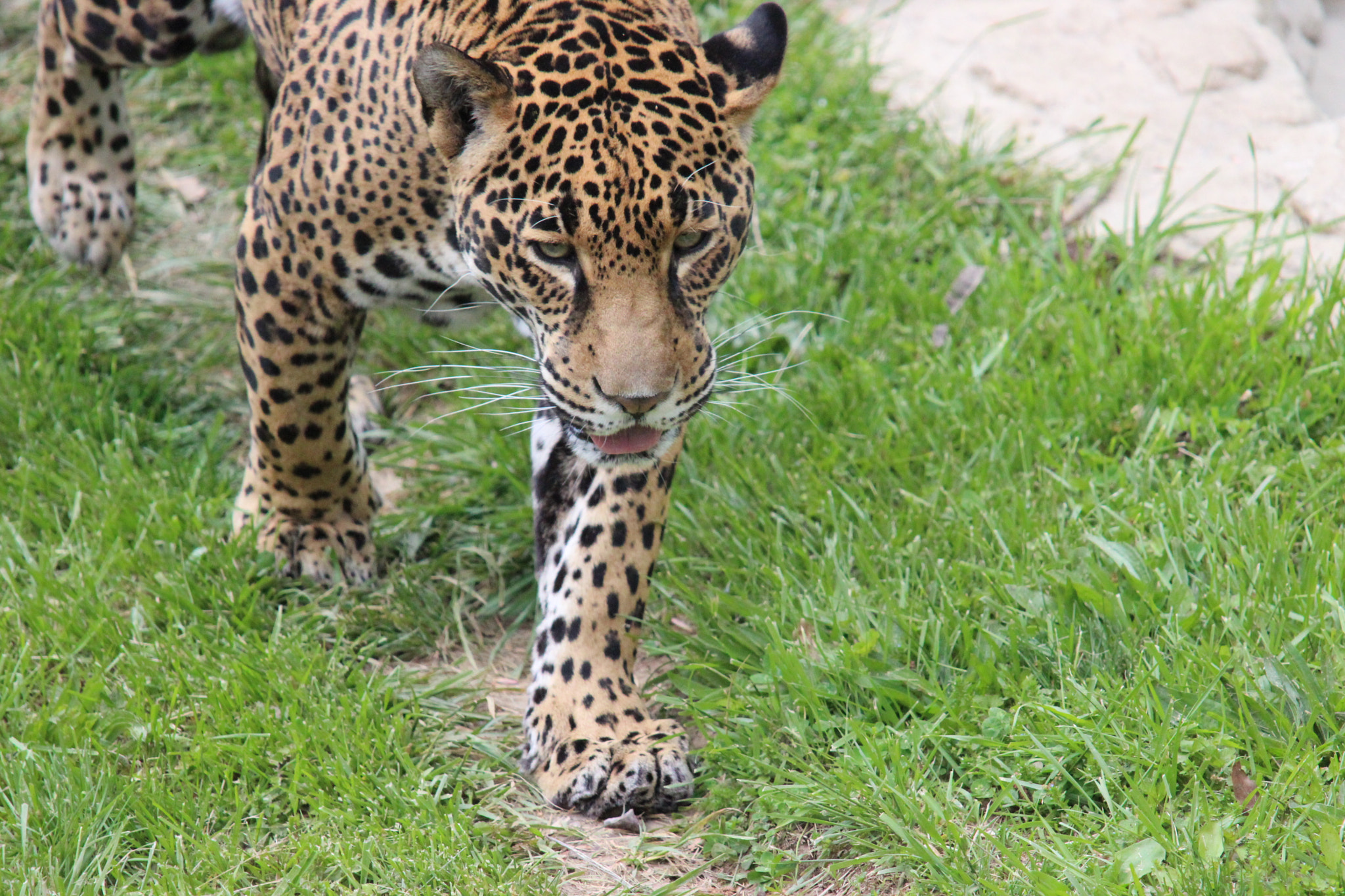 Sigma 150-500mm F5-6.3 DG OS HSM sample photo. Jaguar photography