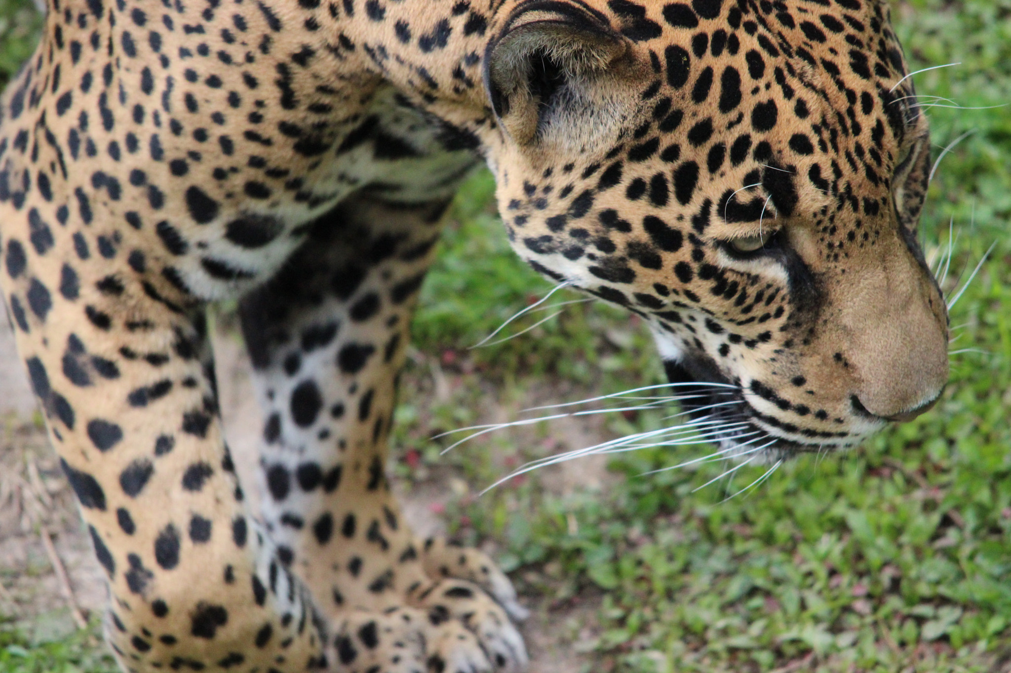 Sigma 150-500mm F5-6.3 DG OS HSM sample photo. Jaguar photography