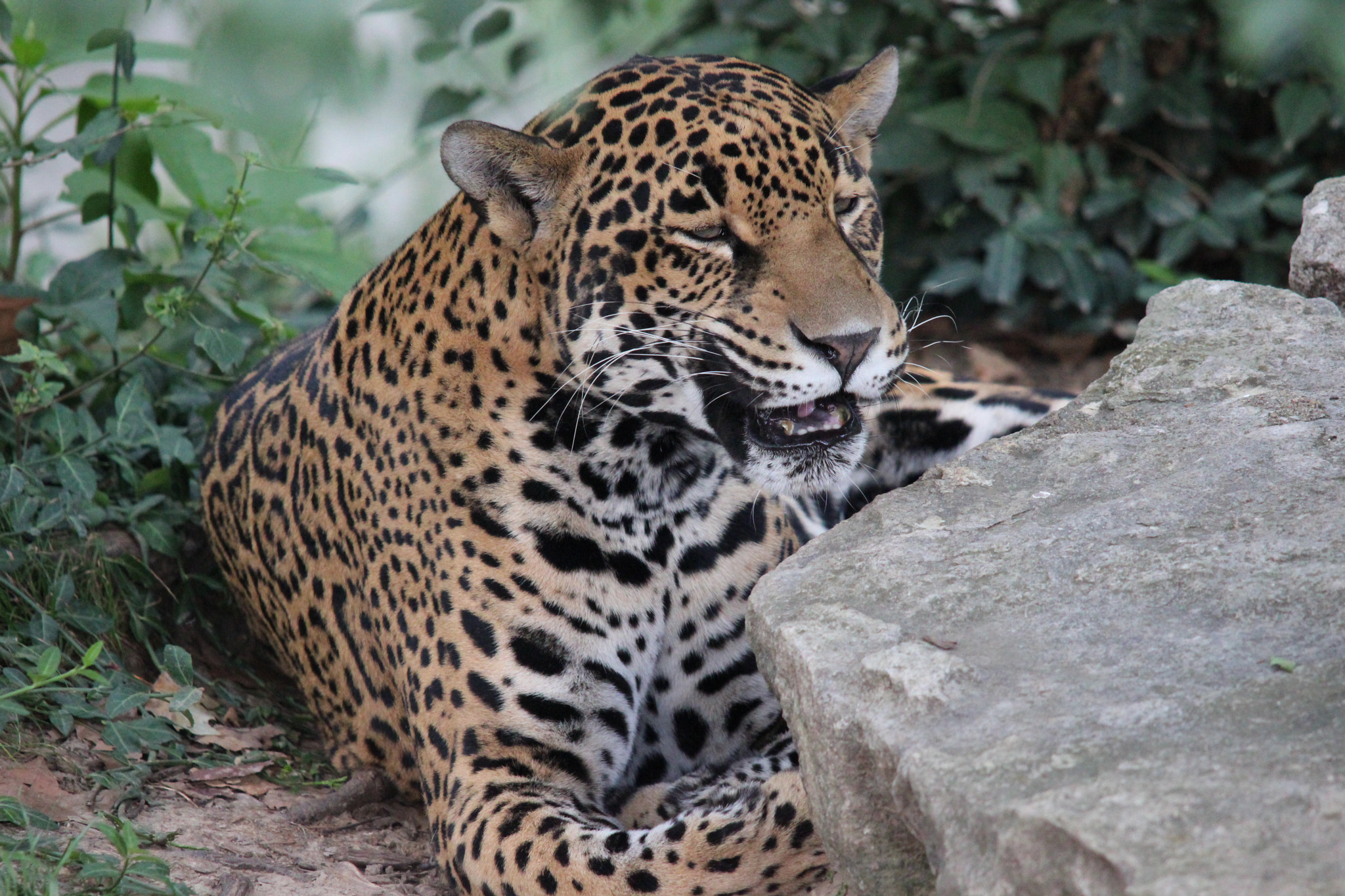 Sigma 150-500mm F5-6.3 DG OS HSM sample photo. Jaguar photography