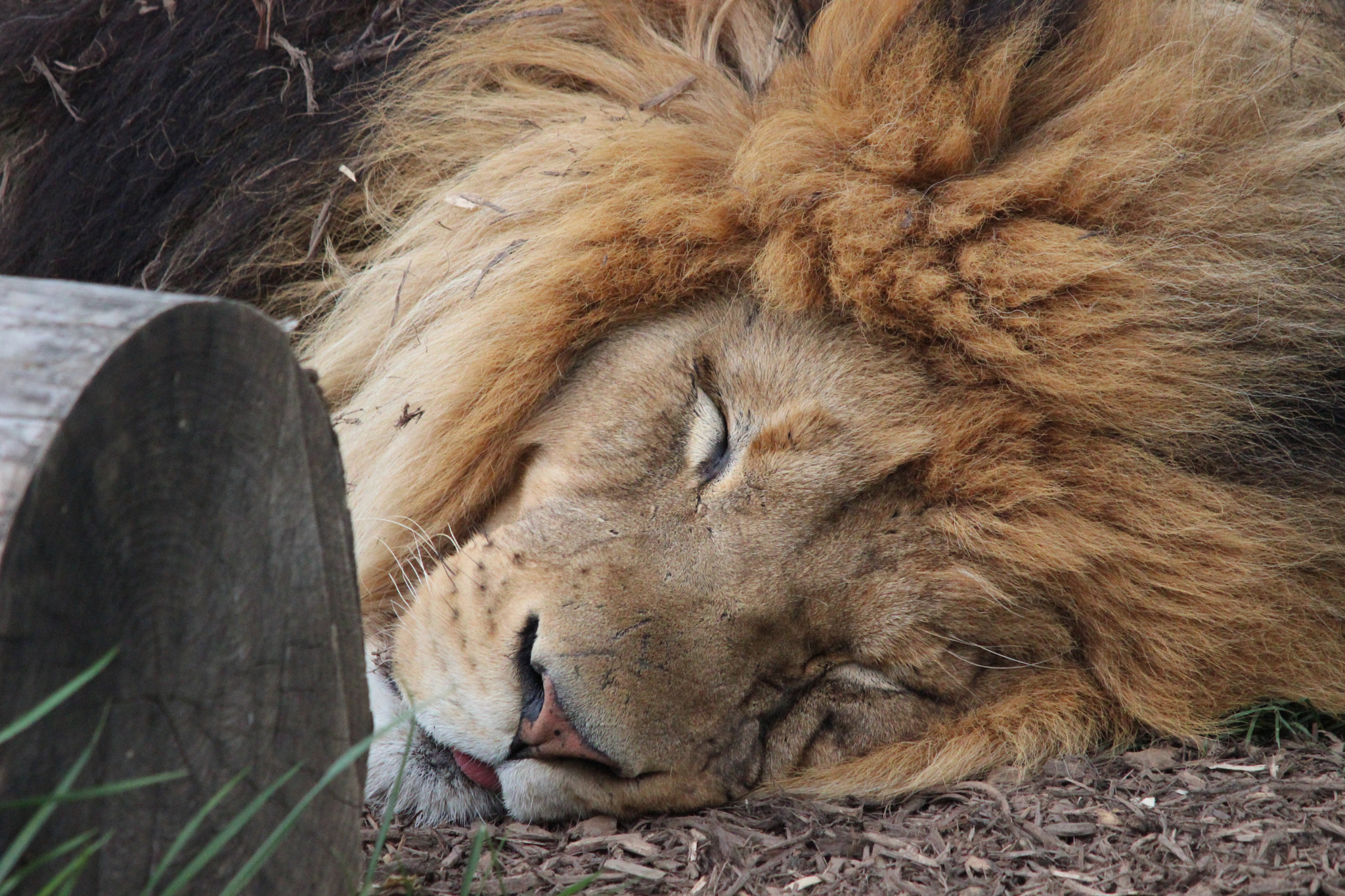 Sigma 150-500mm F5-6.3 DG OS HSM sample photo. African lion photography