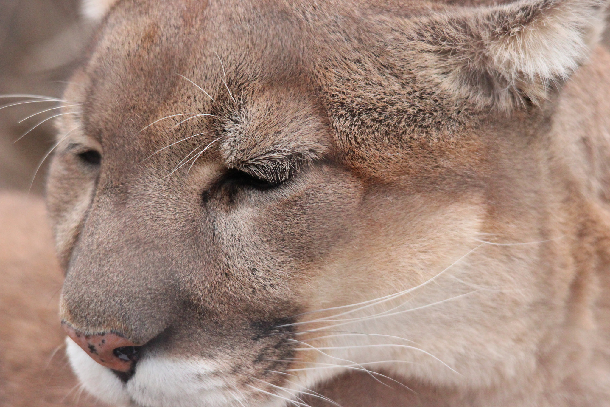 Sigma 150-500mm F5-6.3 DG OS HSM sample photo. Mountain lion photography