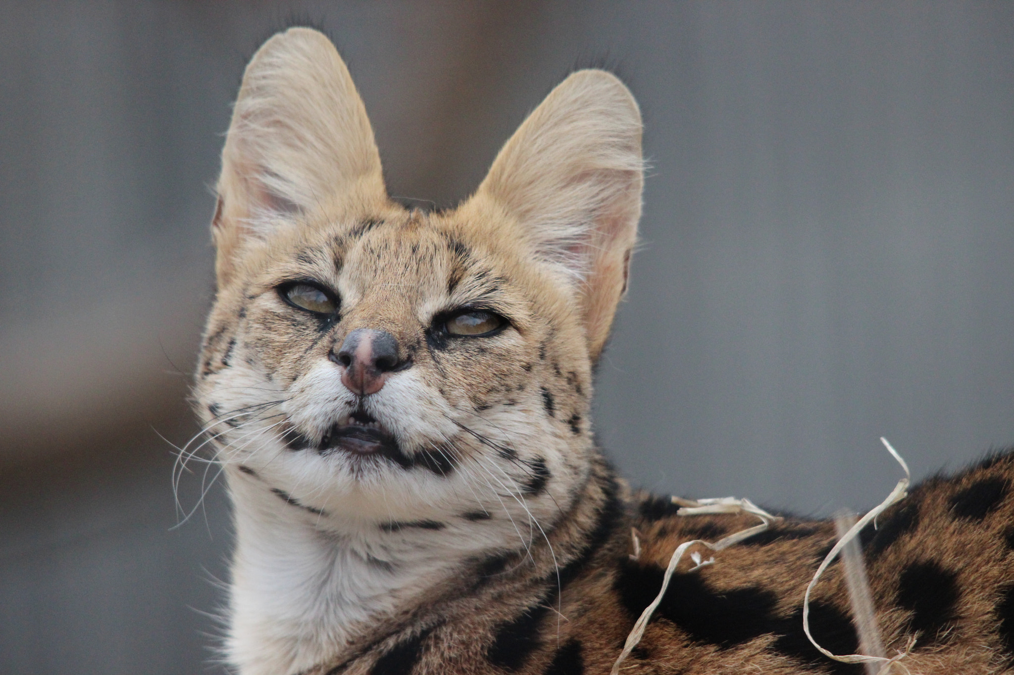 Sigma 150-500mm F5-6.3 DG OS HSM sample photo. Serval photography