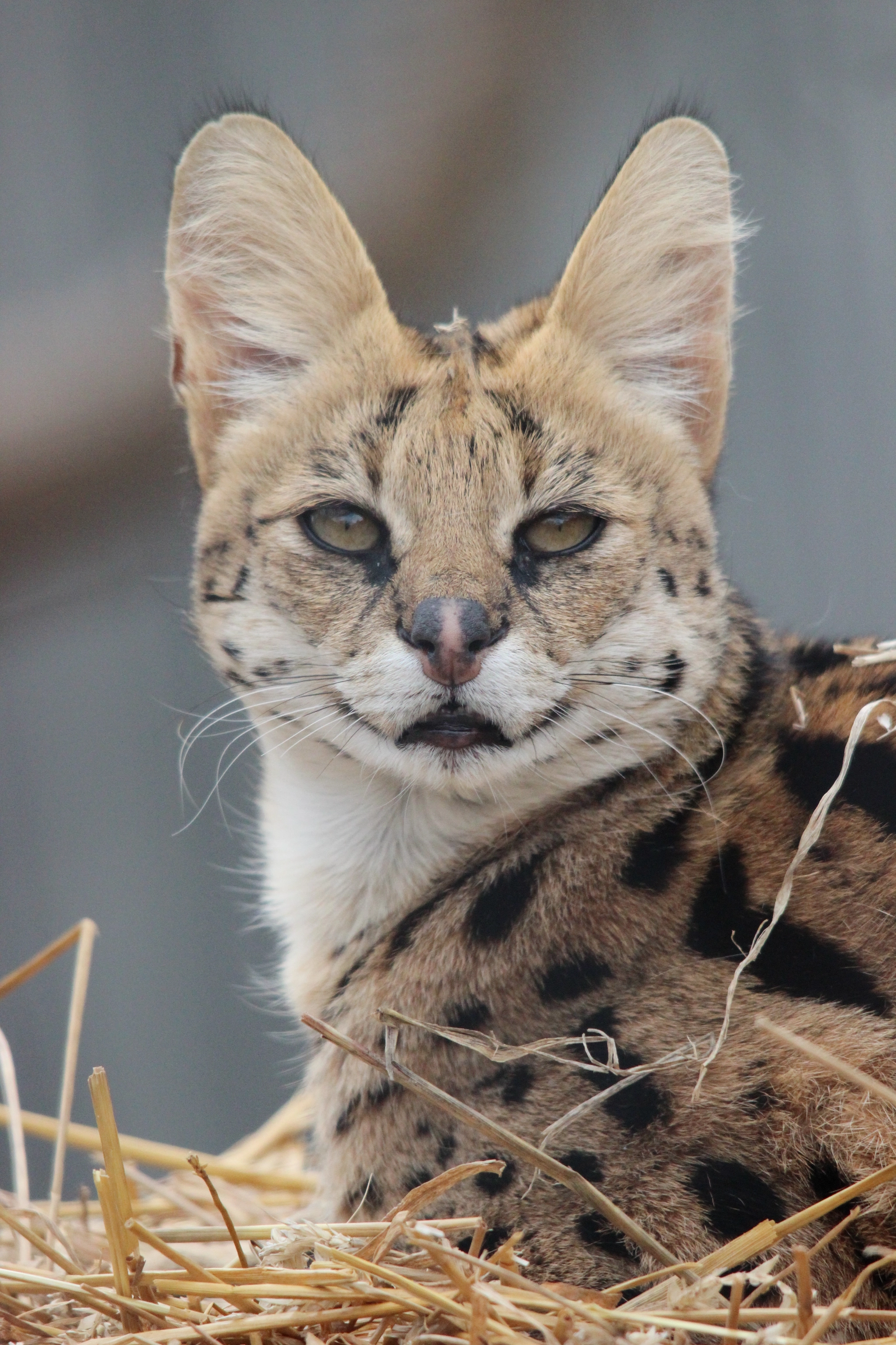 Sigma 150-500mm F5-6.3 DG OS HSM sample photo. Serval photography
