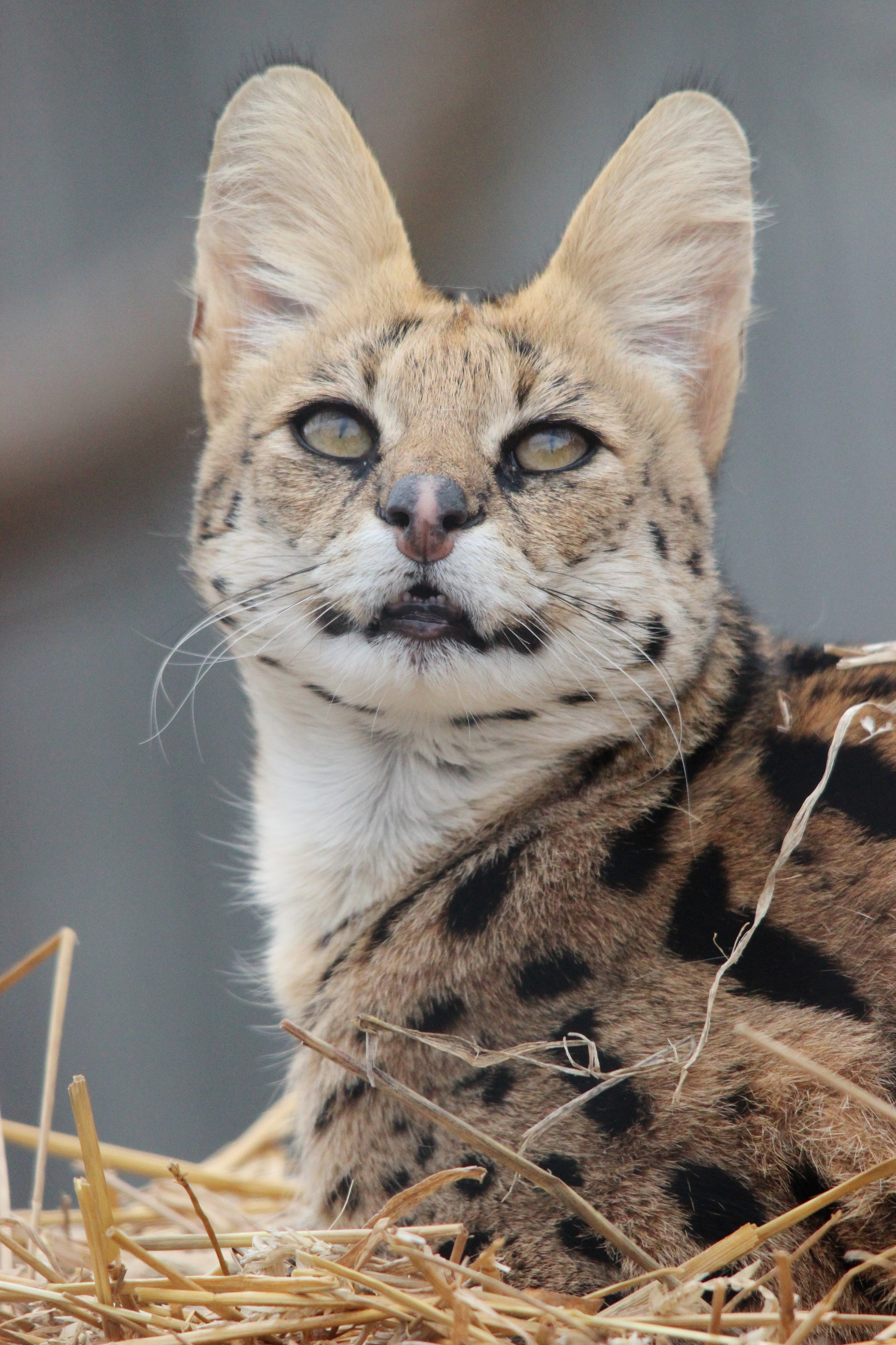 Sigma 150-500mm F5-6.3 DG OS HSM sample photo. Serval photography
