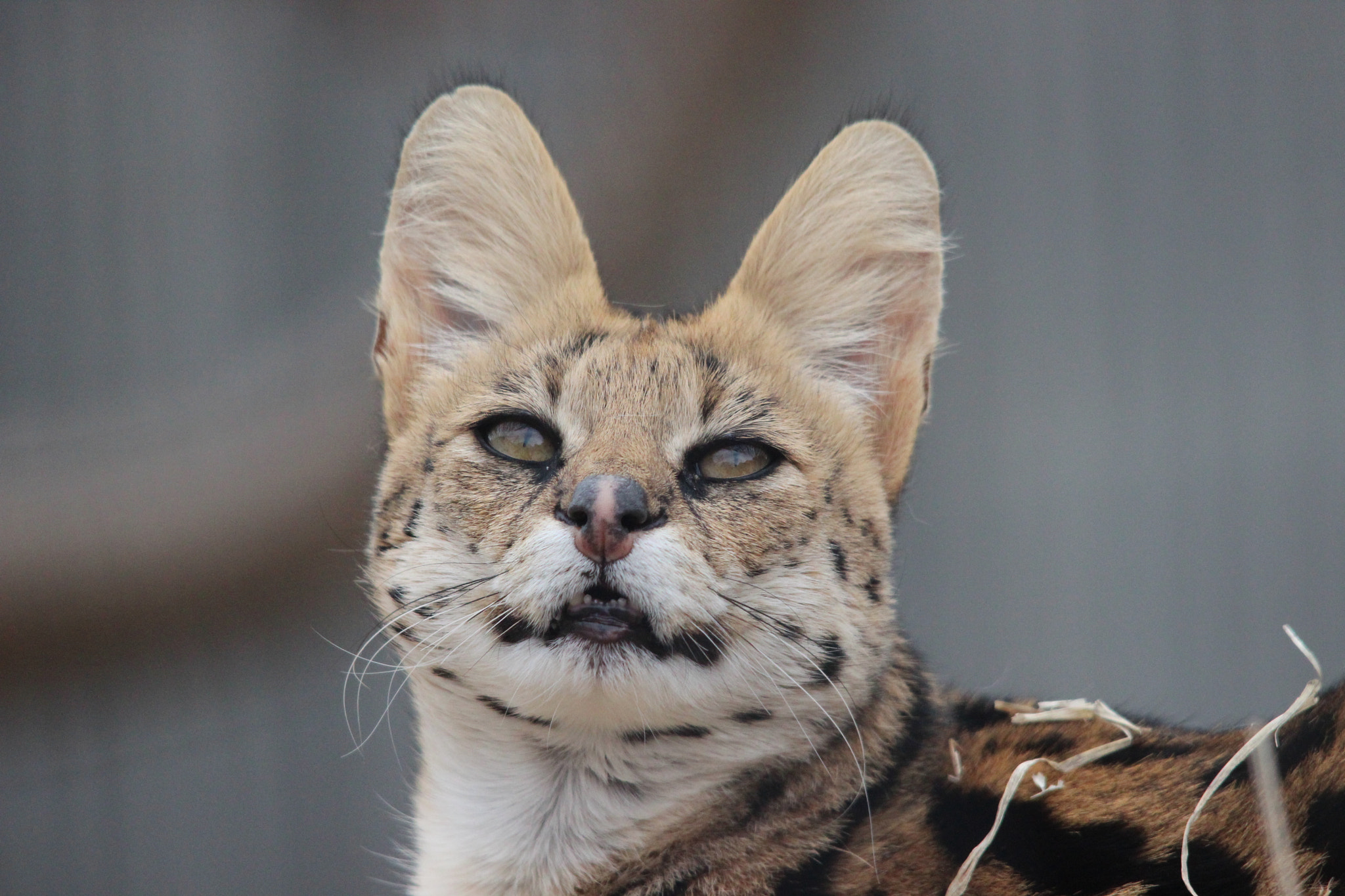 Sigma 150-500mm F5-6.3 DG OS HSM sample photo. Serval photography