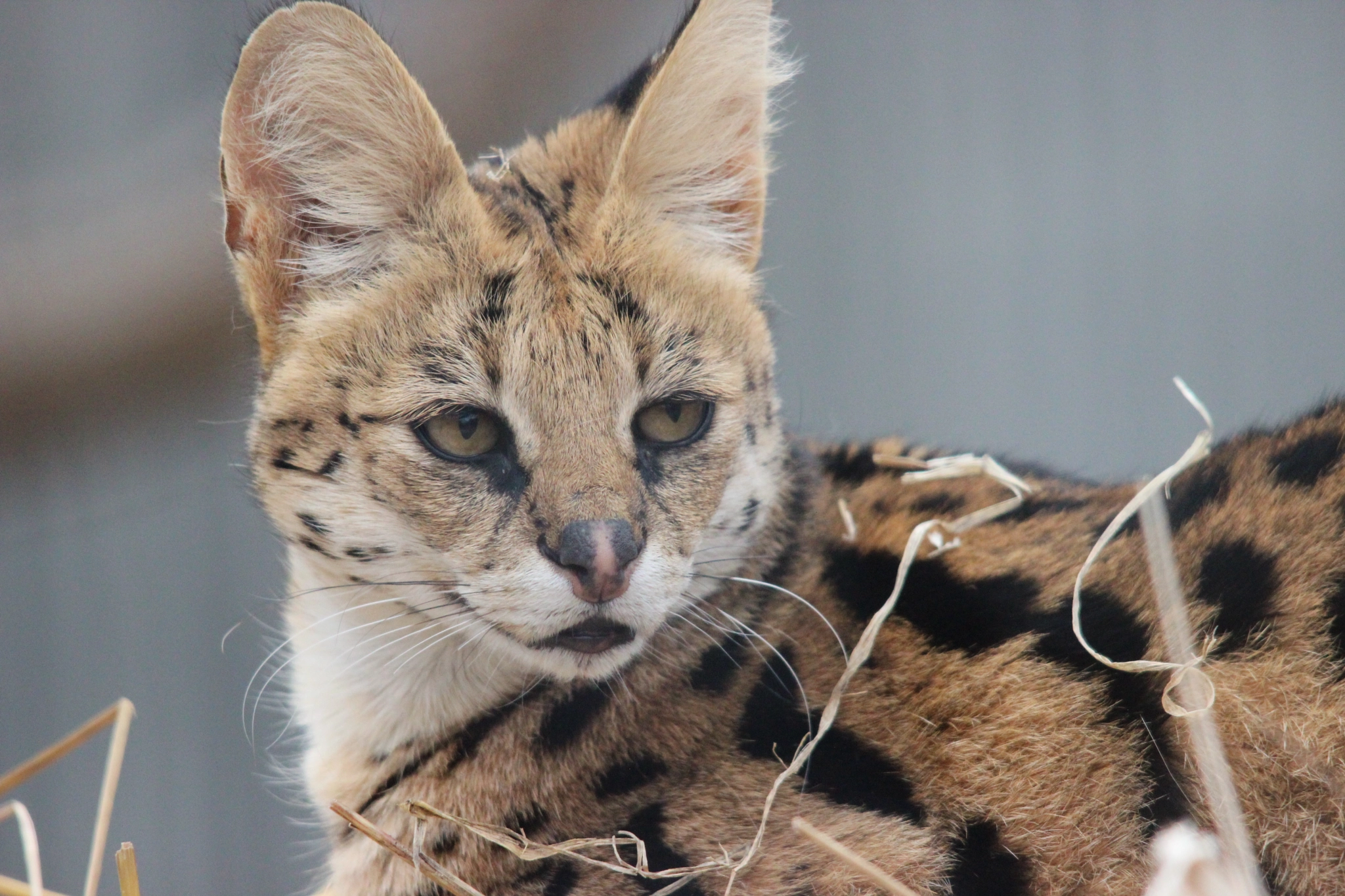 Sigma 150-500mm F5-6.3 DG OS HSM sample photo. Serval photography