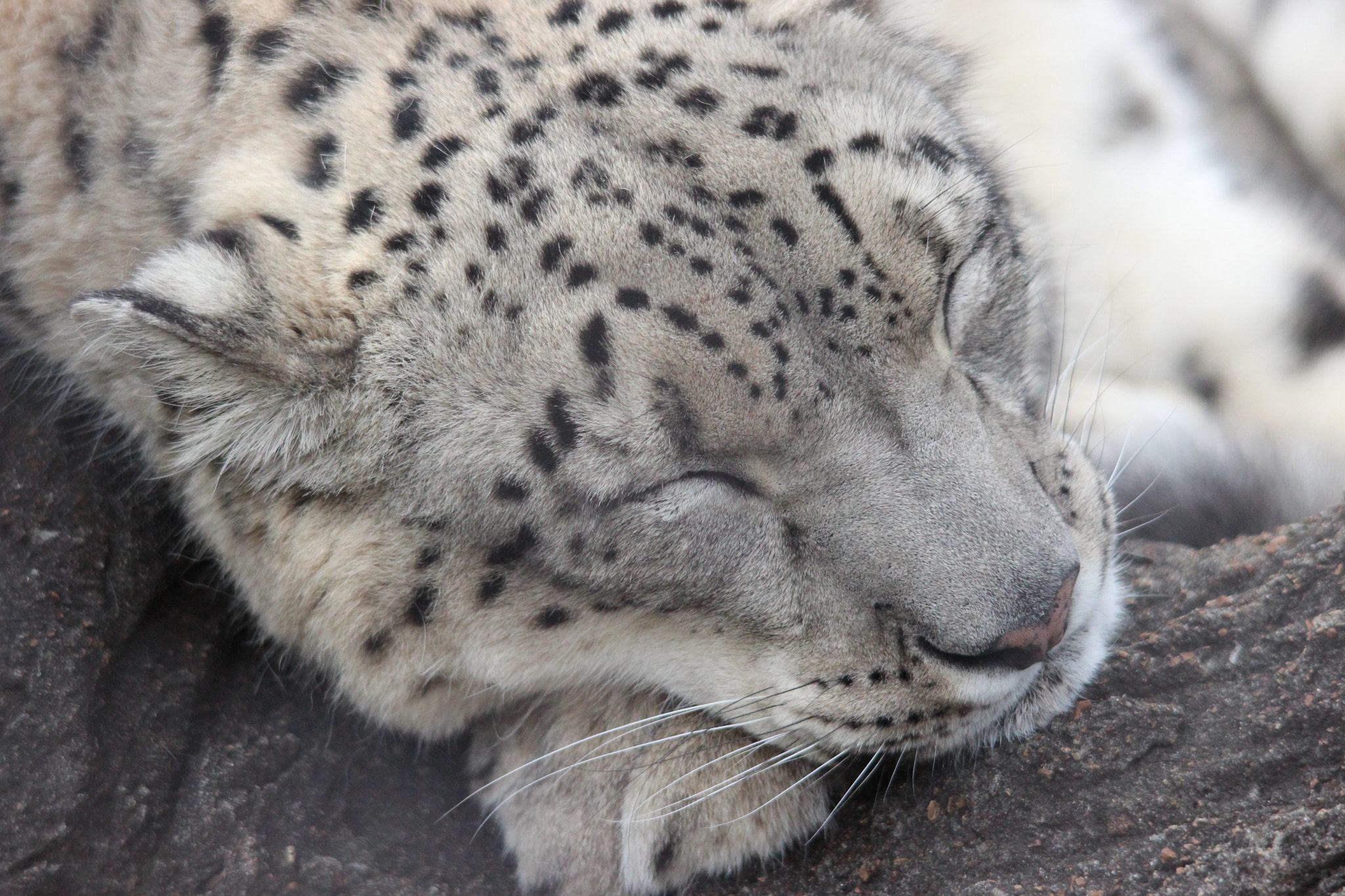 Sigma 150-500mm F5-6.3 DG OS HSM sample photo. Snow leopard photography