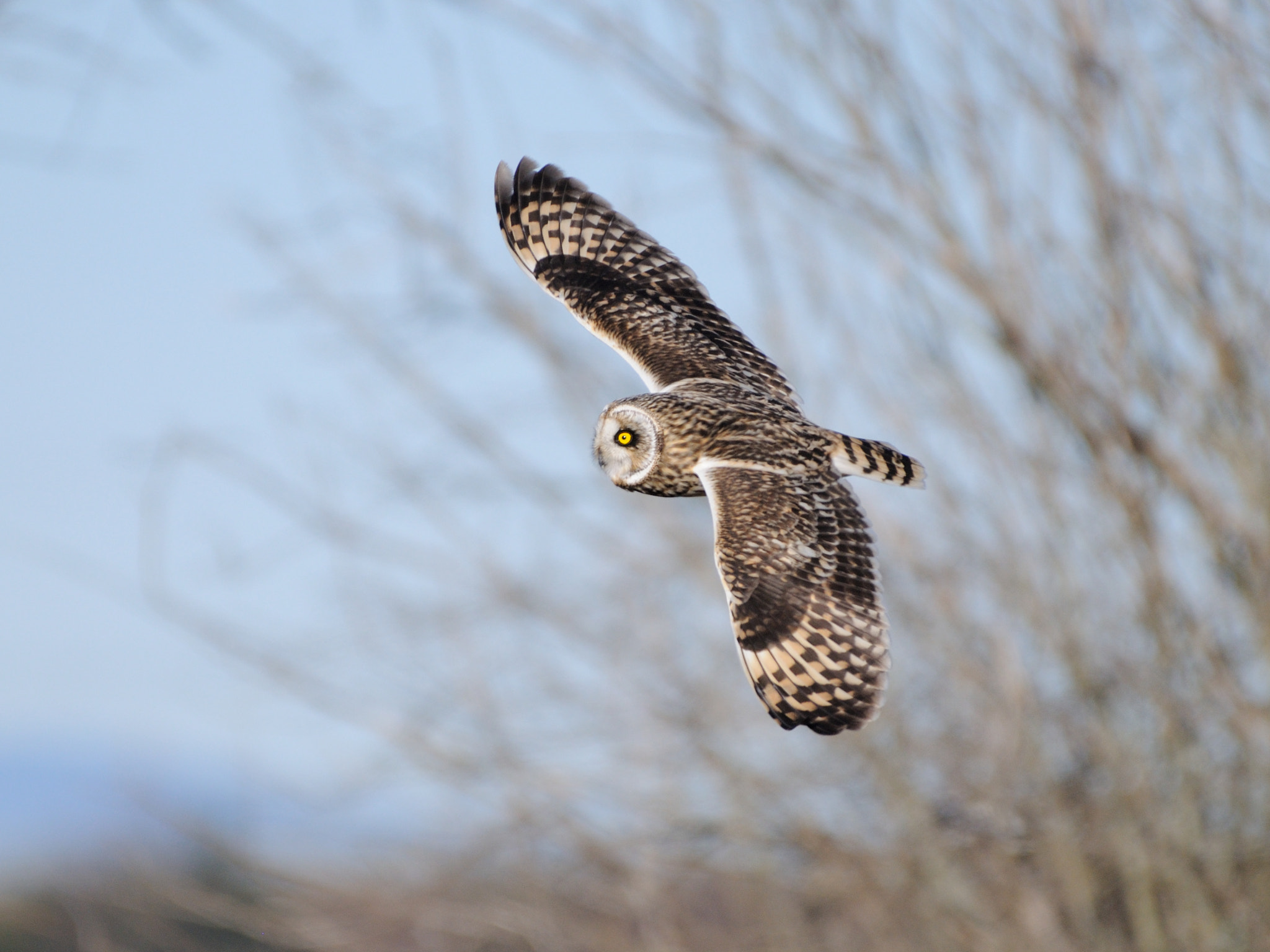 Nikon AF-S Nikkor 200-500mm F5.6E ED VR sample photo. Short-eared owl photography